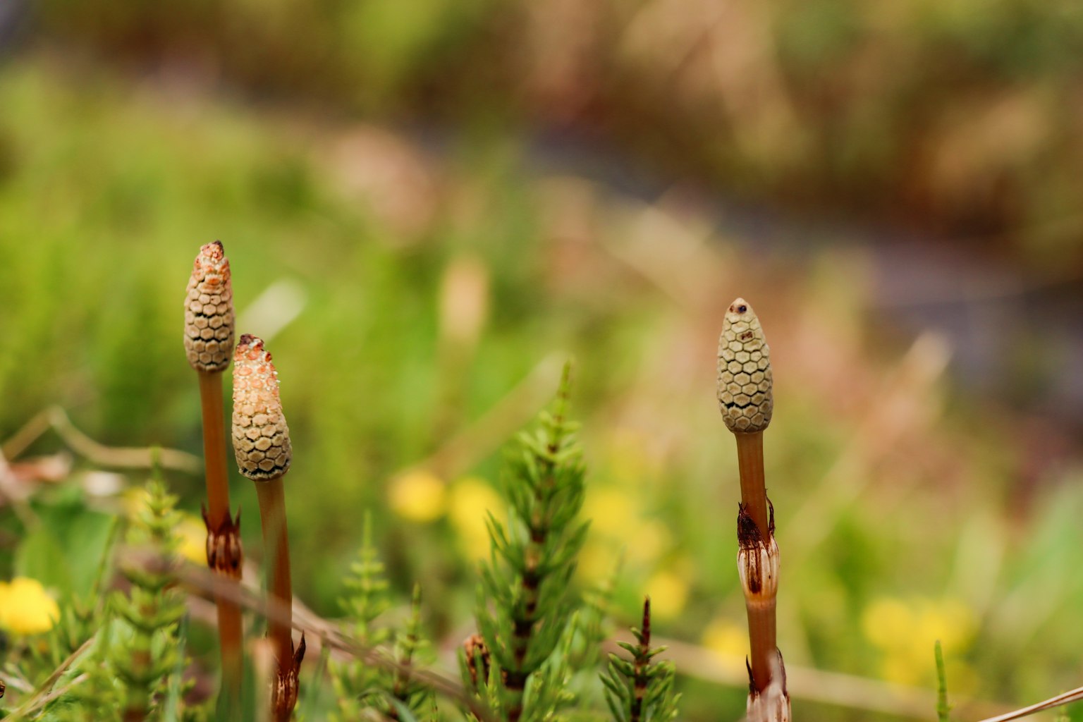 Tanaman horsetail tumbuh di antara rumput hijau dan bunga kuning