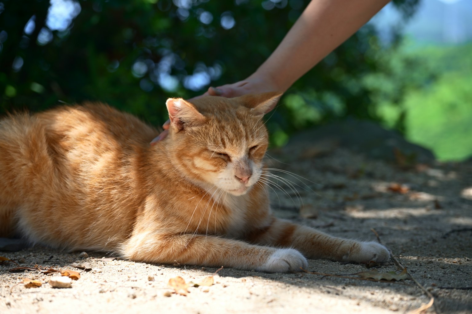 Gatto arancione sdraiato al sole mentre viene accarezzato da una mano