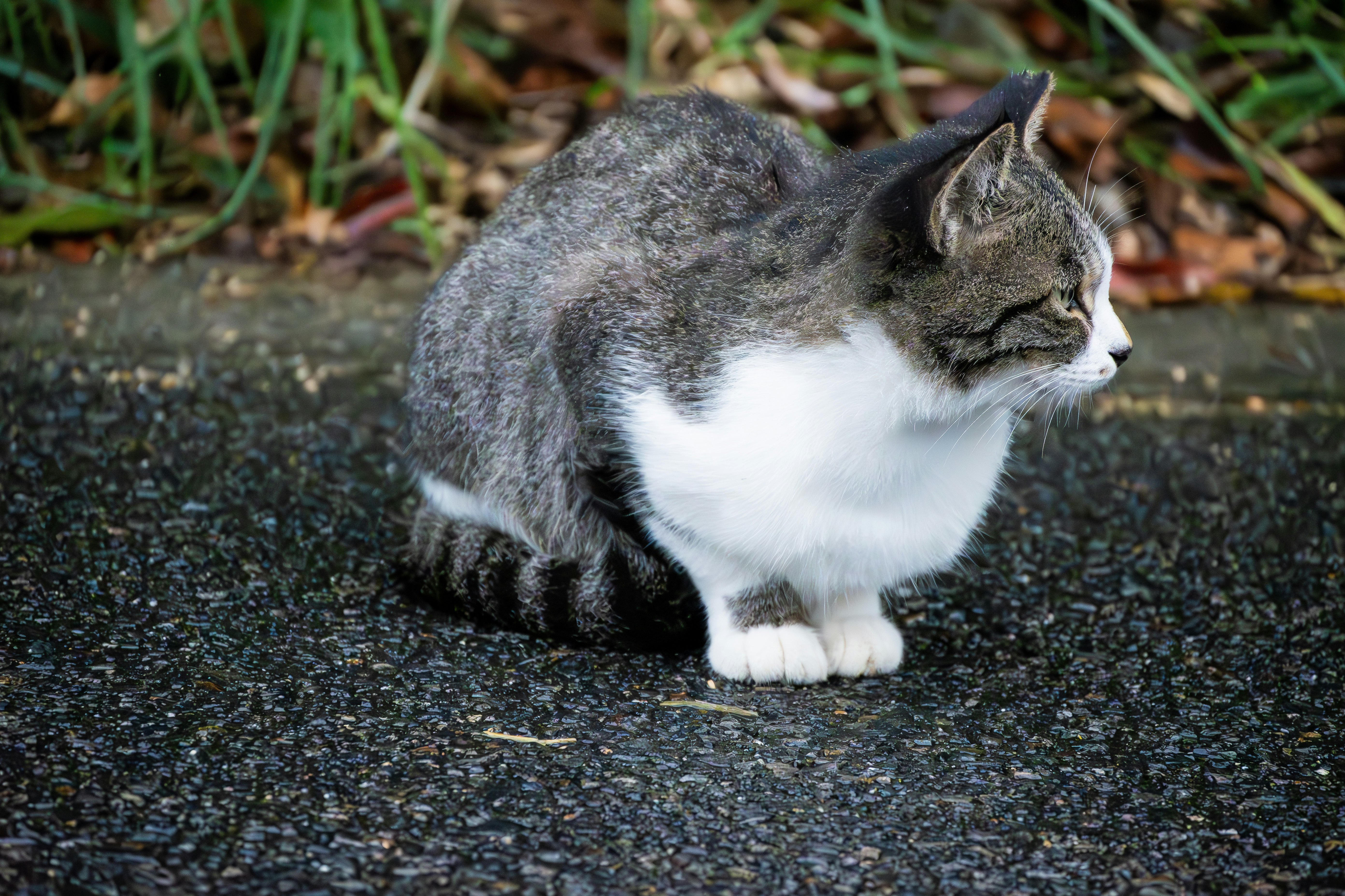 grau-weiße Katze ruht auf einer gepflasterten Straße