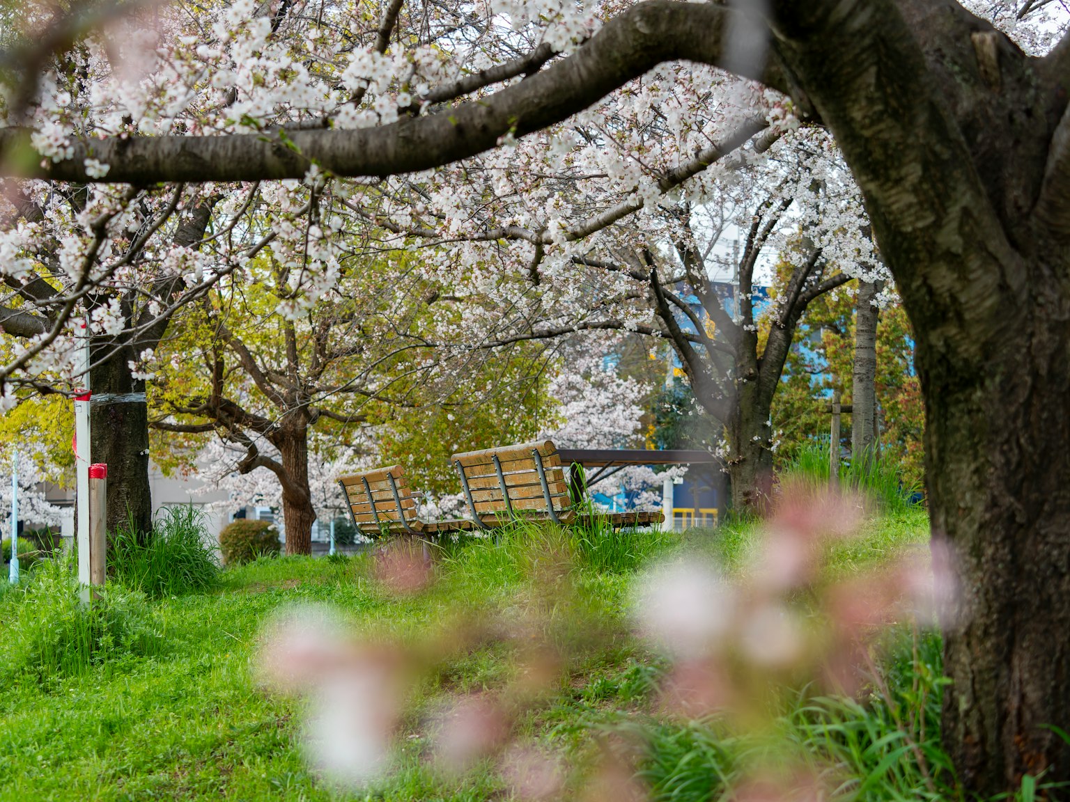 公园场景，樱花树盛开，背景有小路