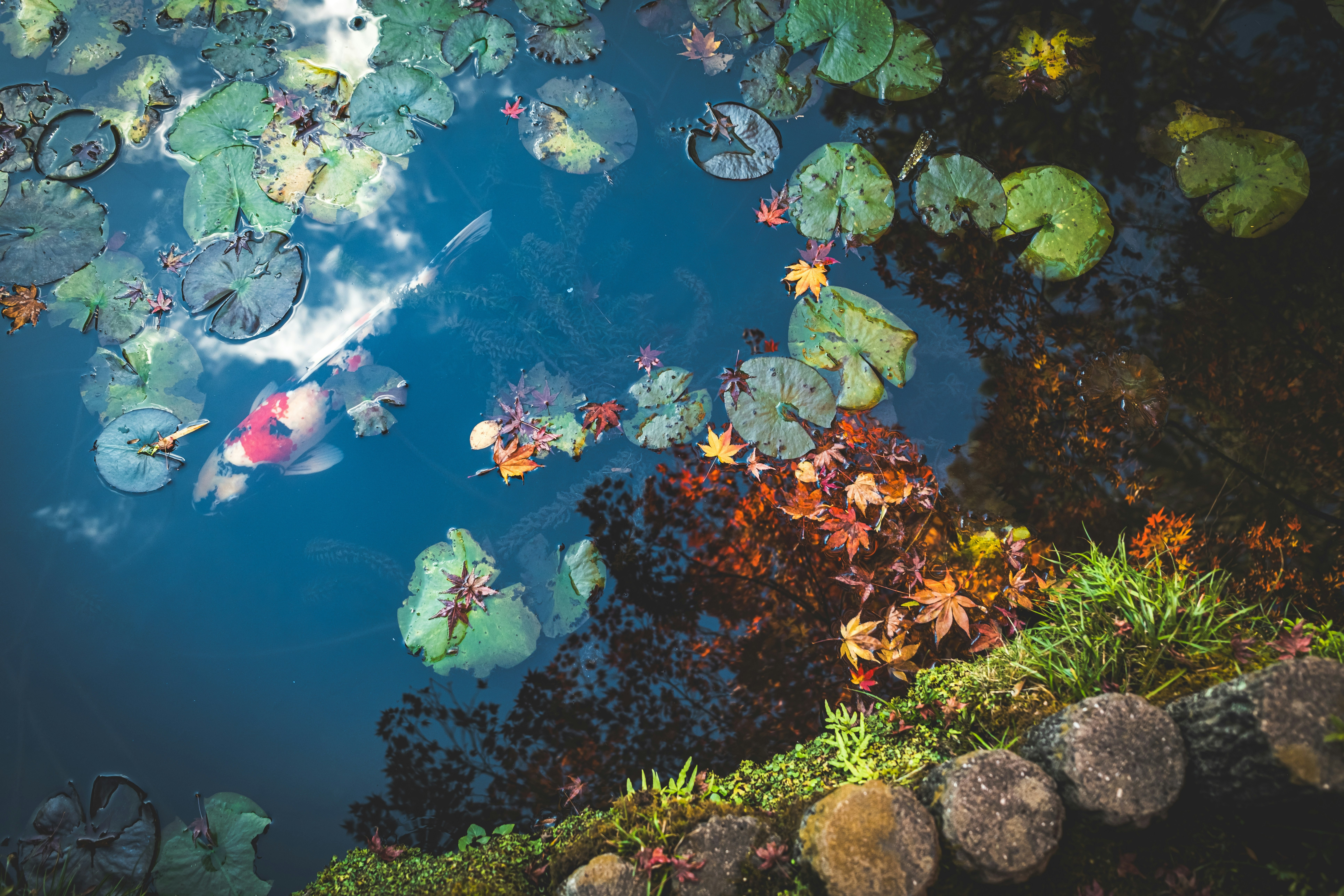 Carpes koï dans un étang avec des feuilles d’automne sous un ciel bleu