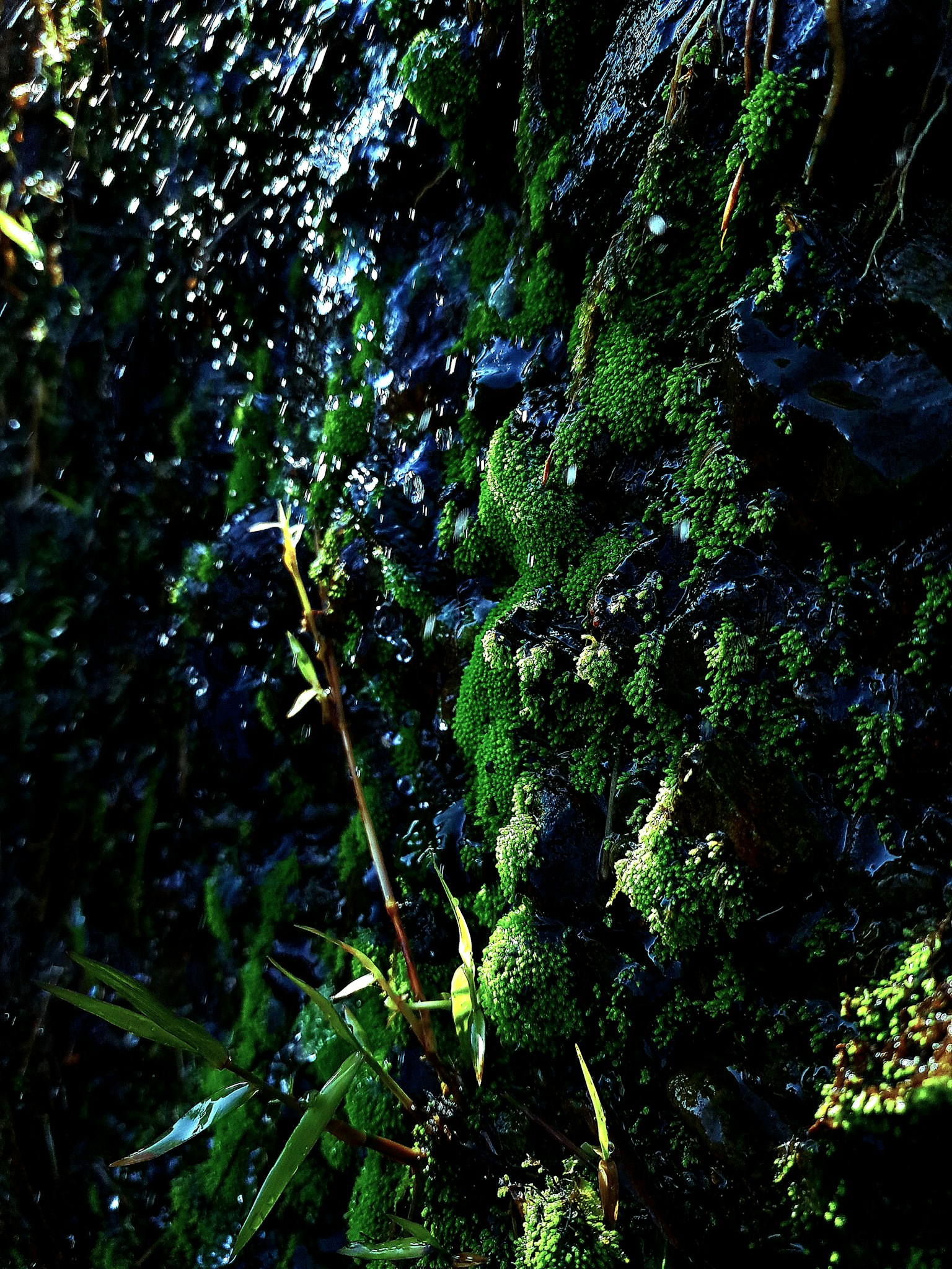 Wall covered with green moss and plants with water droplets