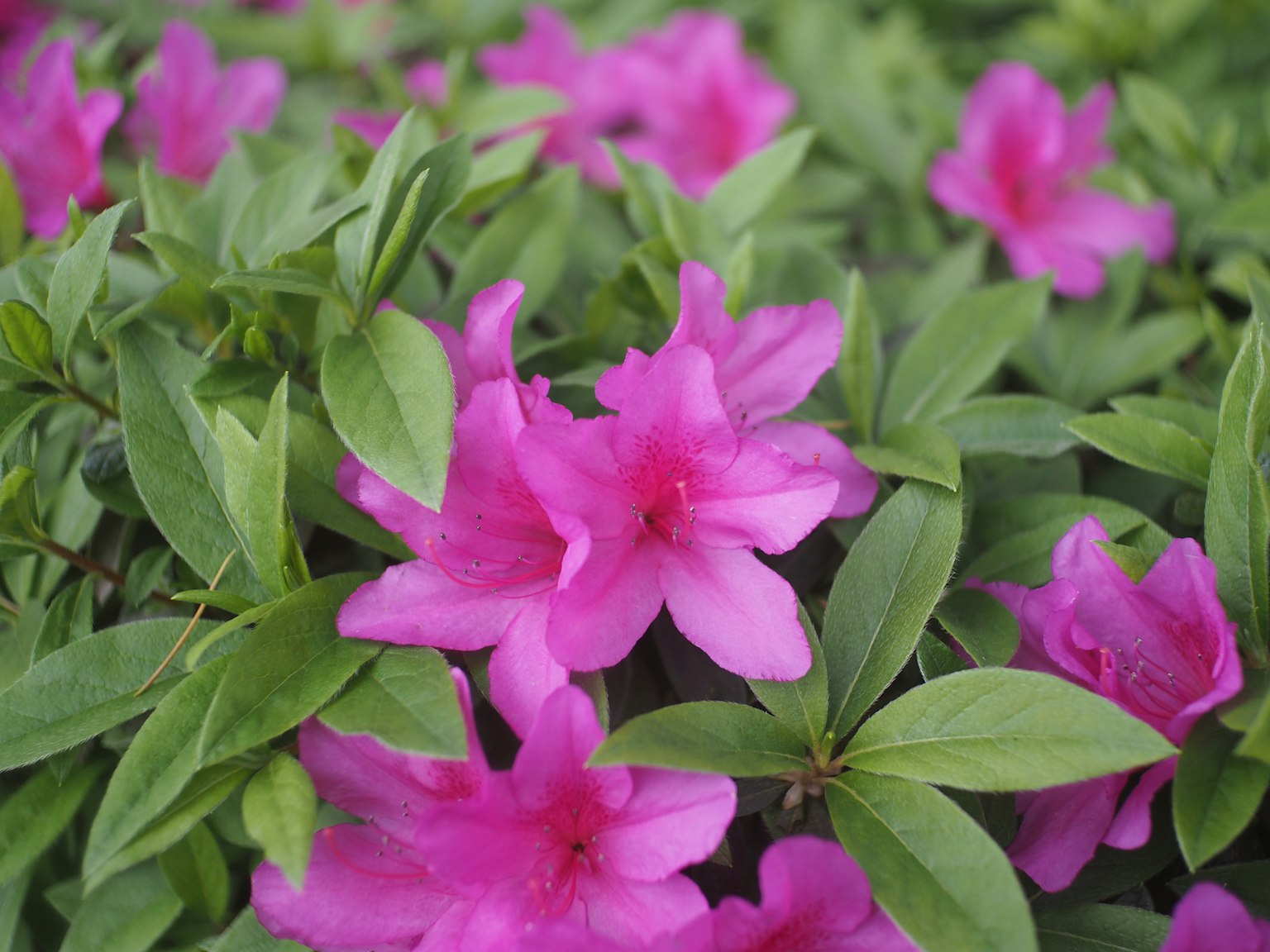 Fiori rosa vivaci che sbocciano tra foglie verdi