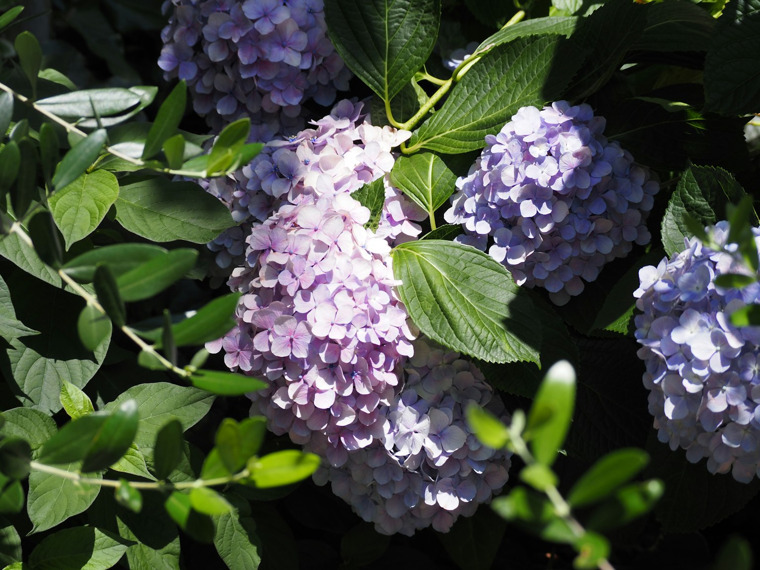 紫色花朵和绿色叶子的绣球花特写