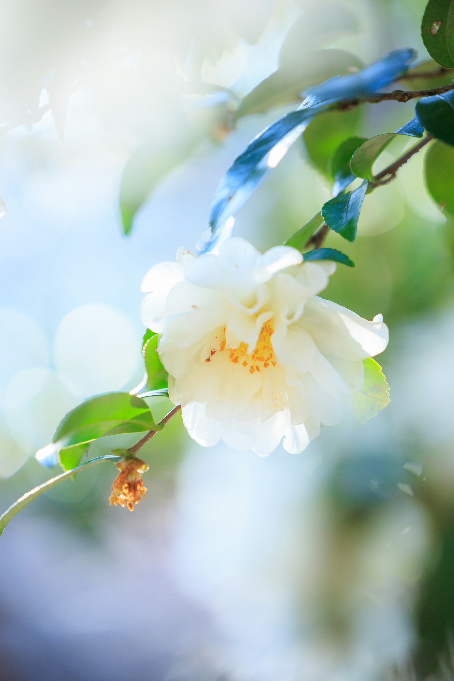 ดอกไม้ขาวละเอียดที่มีศูนย์กลางสีเหลืองล้อมรอบด้วยใบสีเขียว
