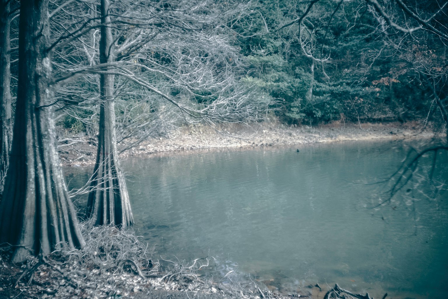 Superficie d'acqua serena con alberi spogli in un ambiente tranquillo