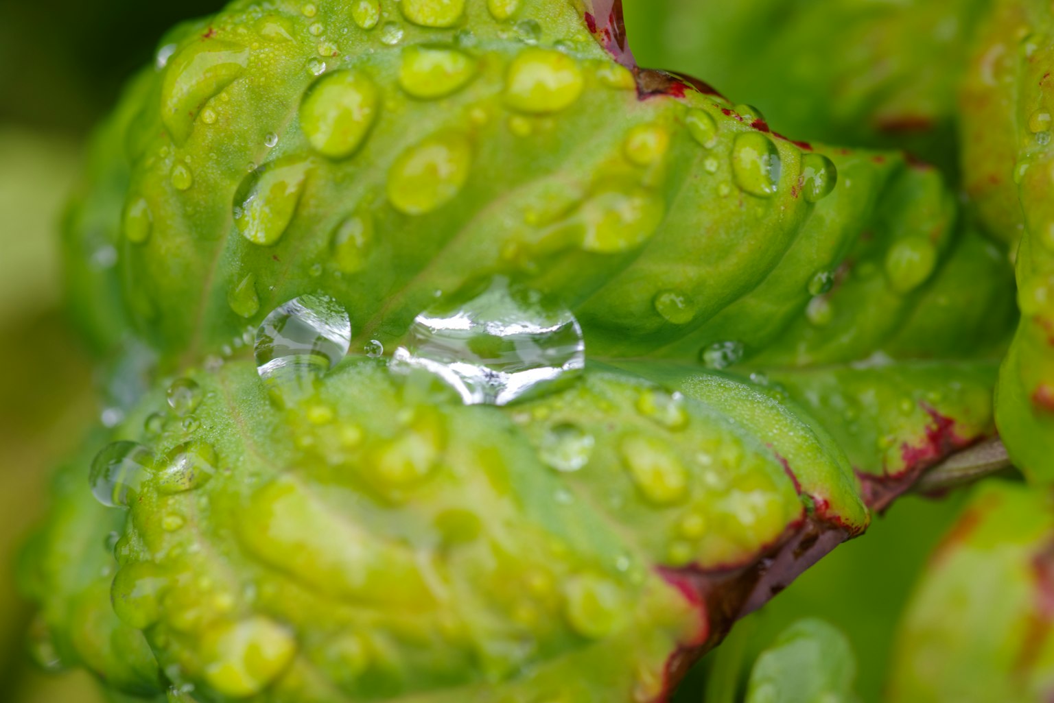 Nahaufnahme von grünen Blättern mit Wassertropfen