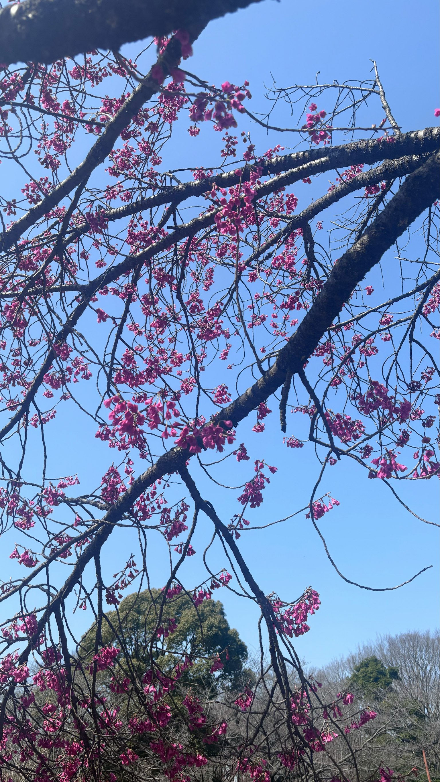 Rami di un albero di ciliegio in fiore con fiori rosa contro un cielo blu