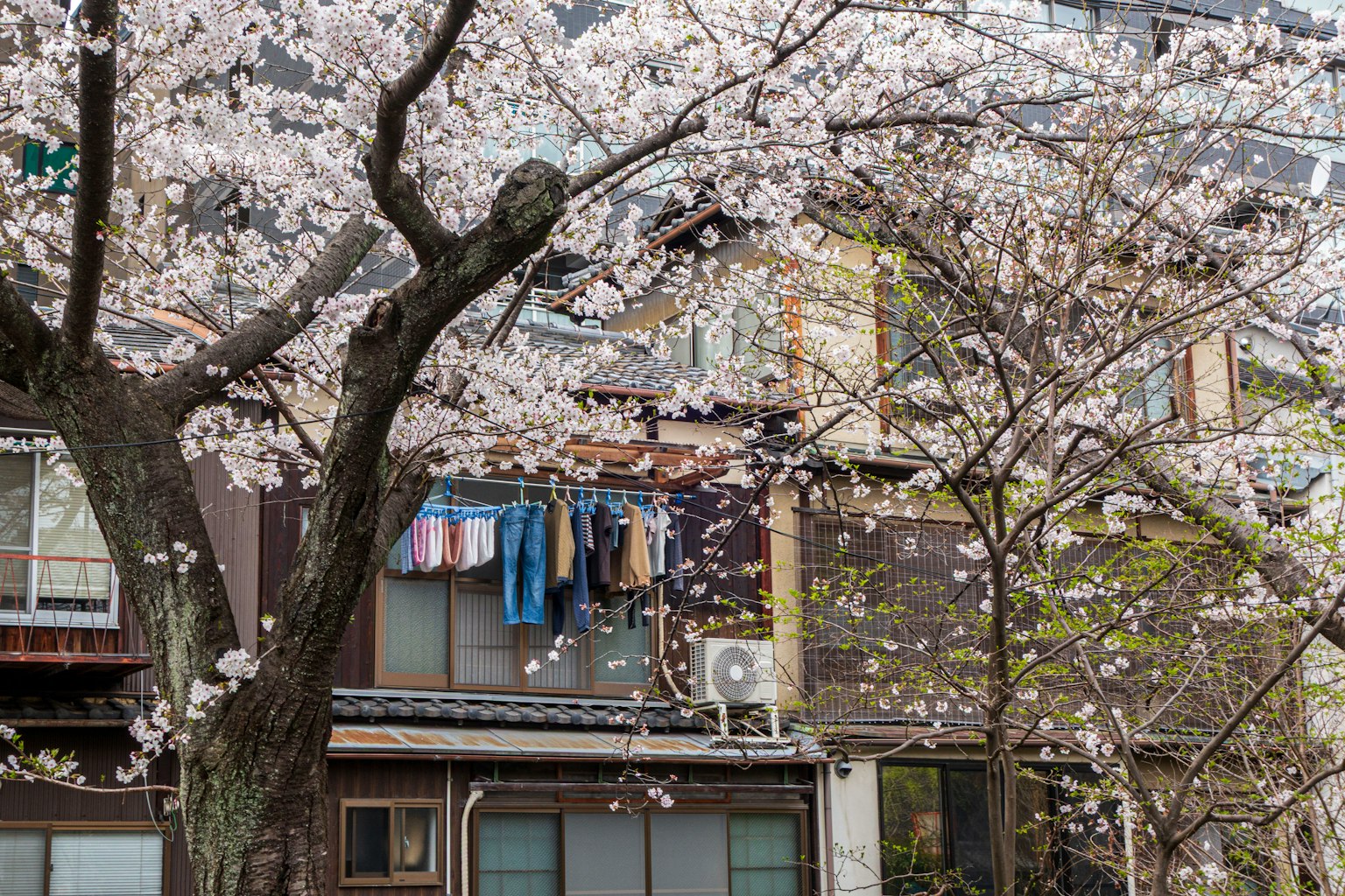 Arbres en fleurs de cerisier avec un bâtiment affichant du linge