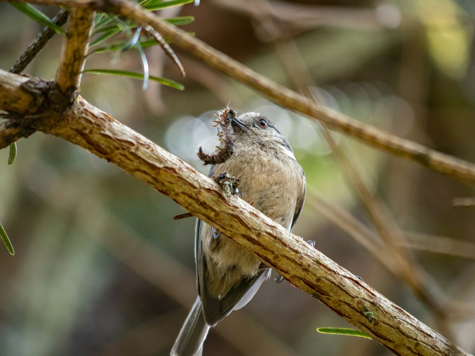 Un pequeño pájaro posado en una rama sosteniendo un insecto