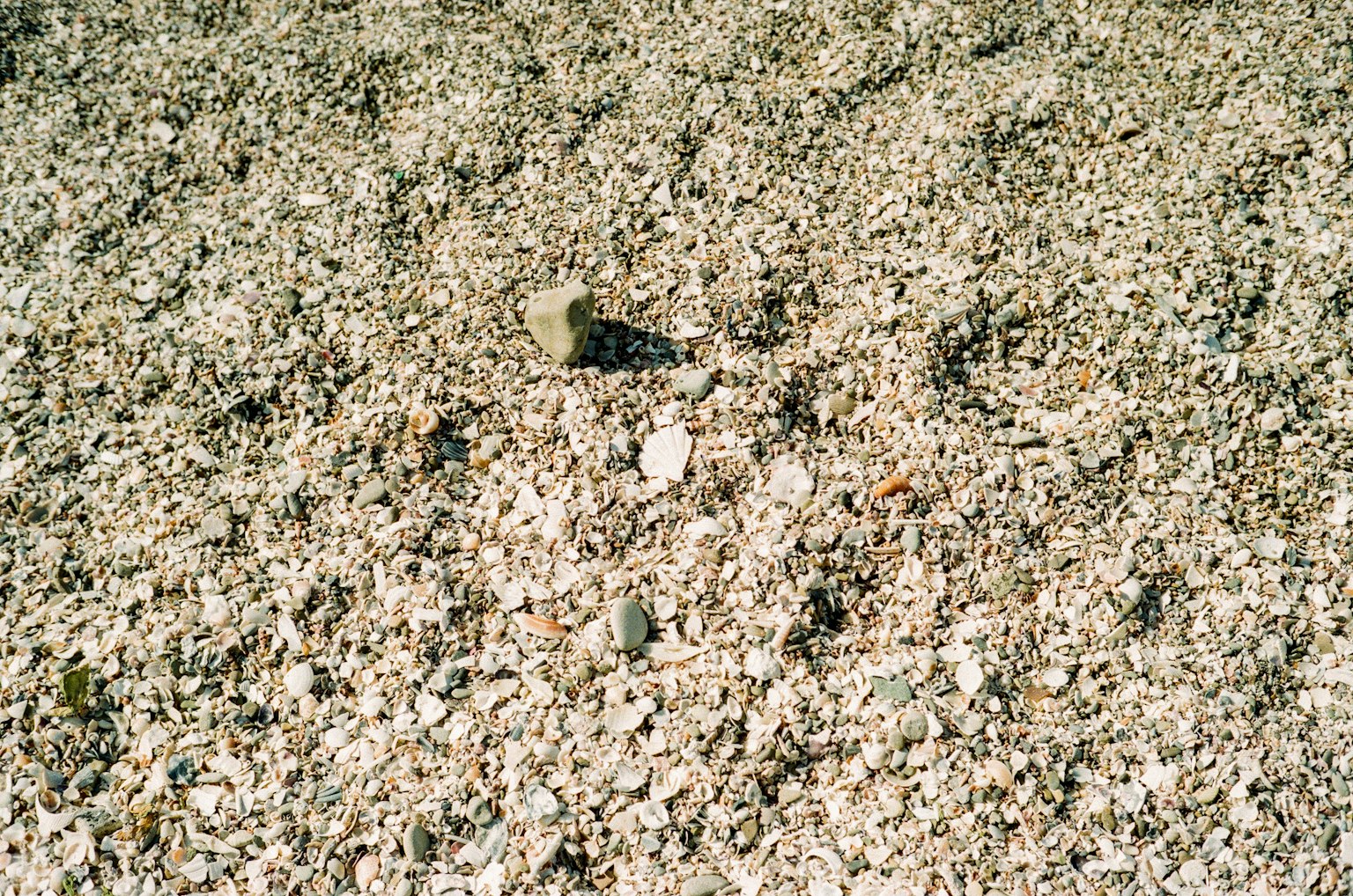Detailed view of shells and pebbles scattered on a beach