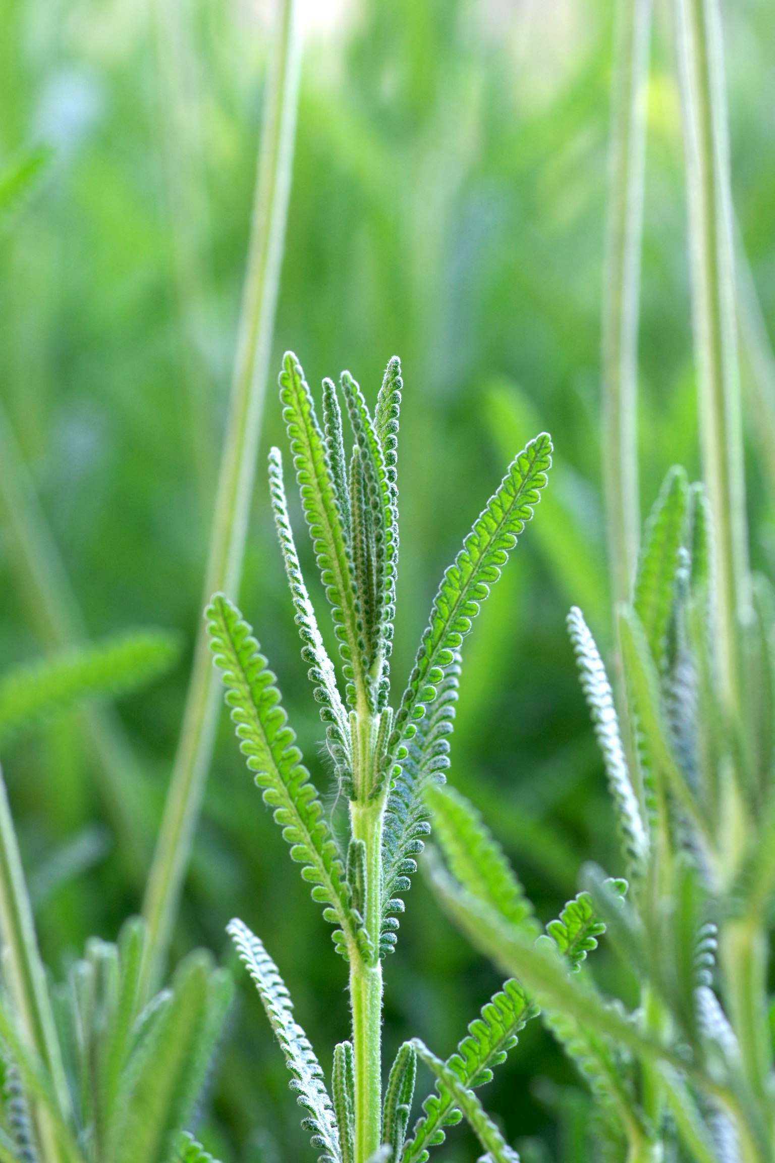 Acercamiento a hojas de plantas verdes con bordes texturizados