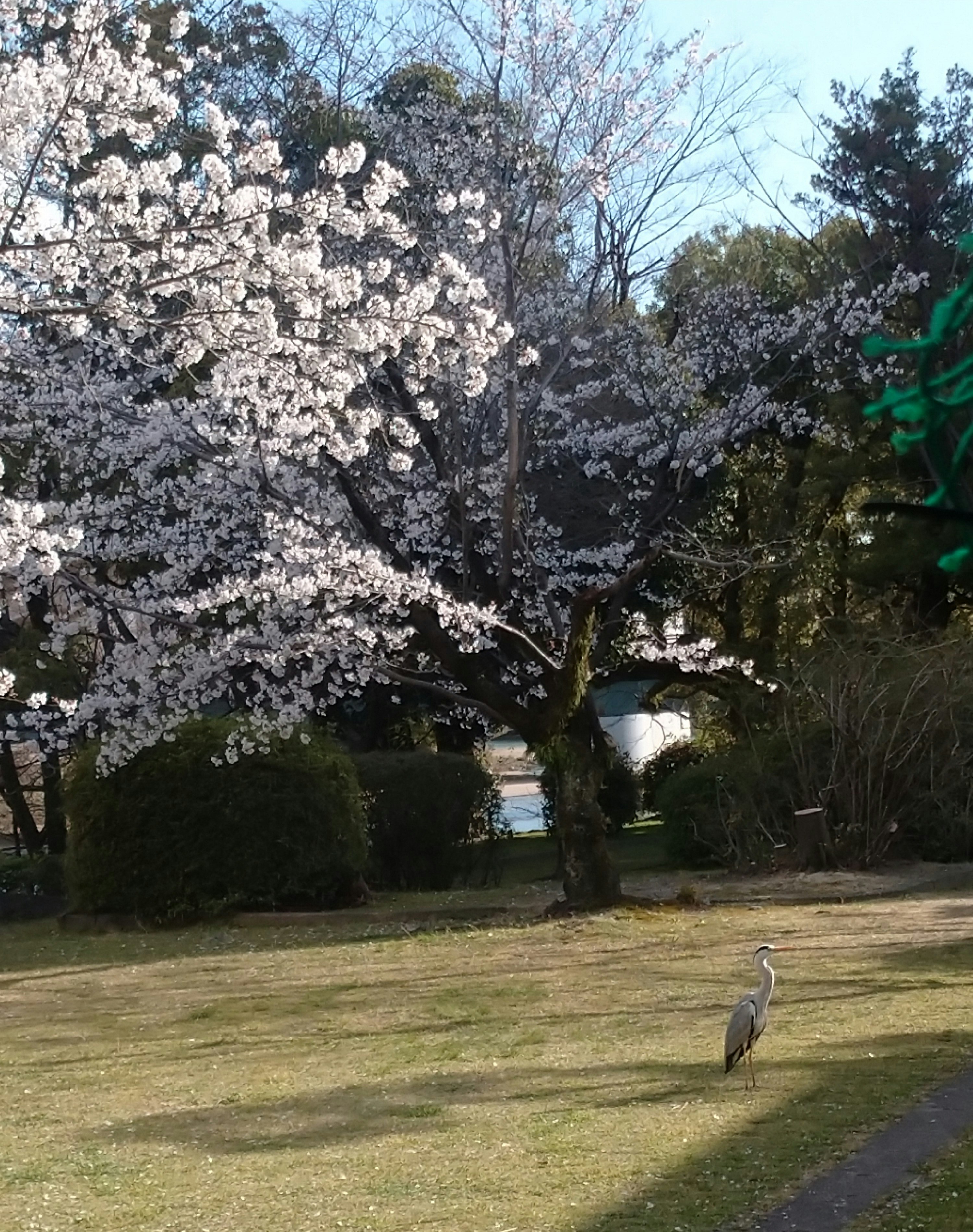 桜の木と芝生の庭でサギが歩く風景