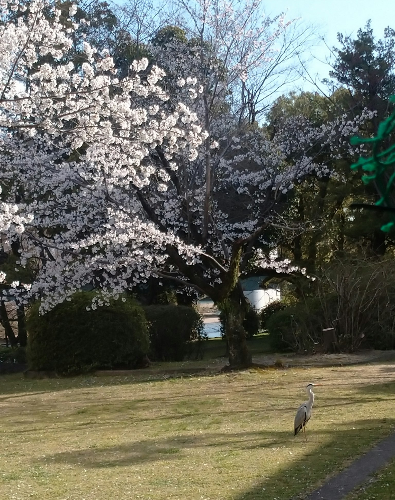 Arbre de cerisier en pleine floraison avec un oiseau sur l'herbe
