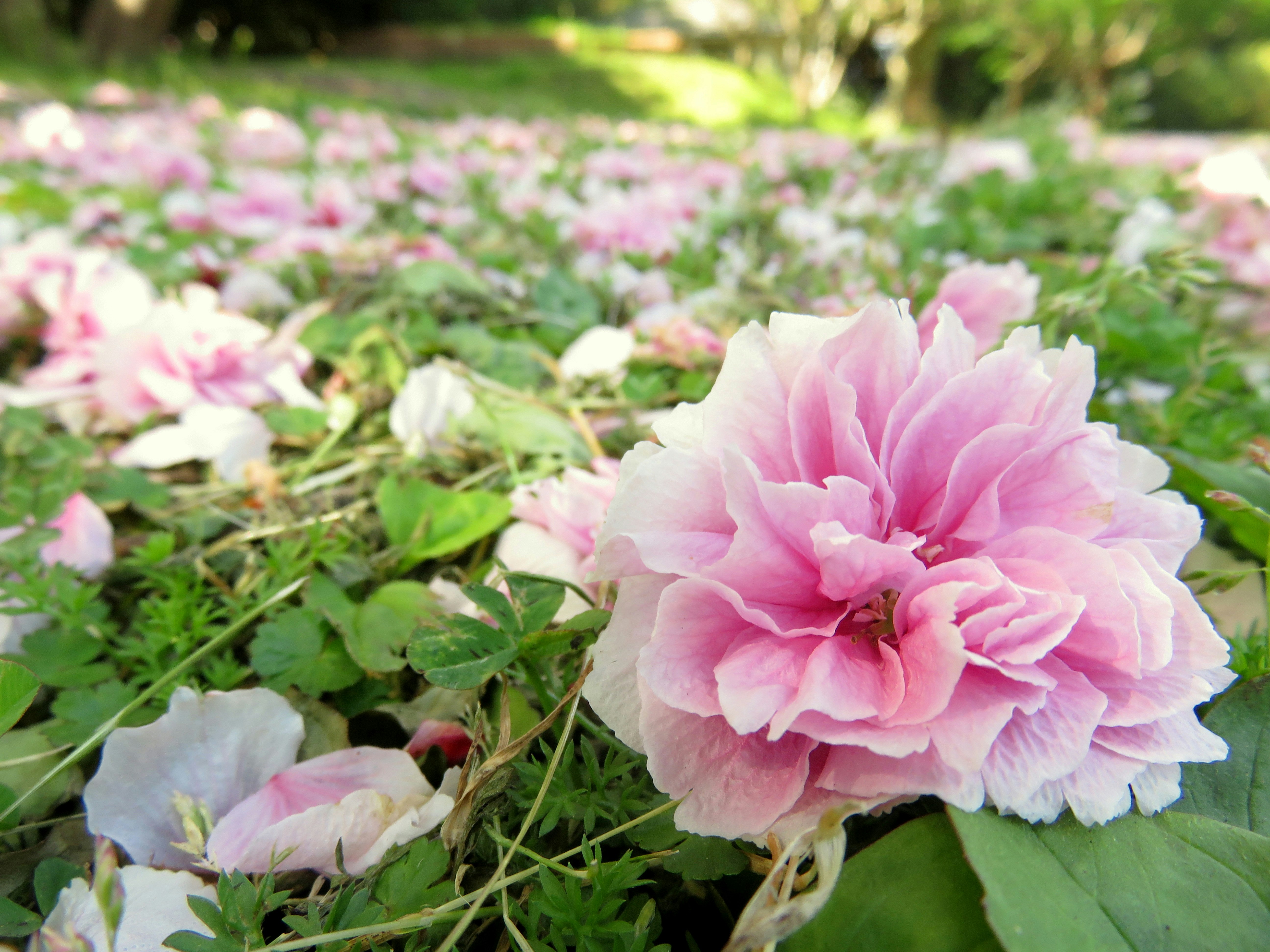 芝生の上に咲くピンクのバラの花