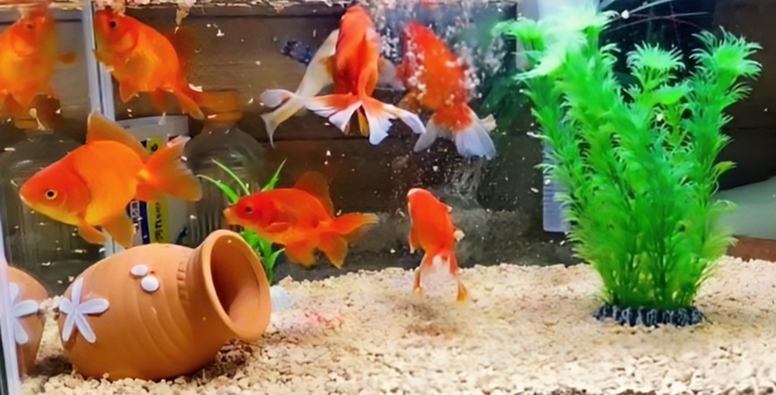 水族箱内游动的金鱼和绿色水生植物