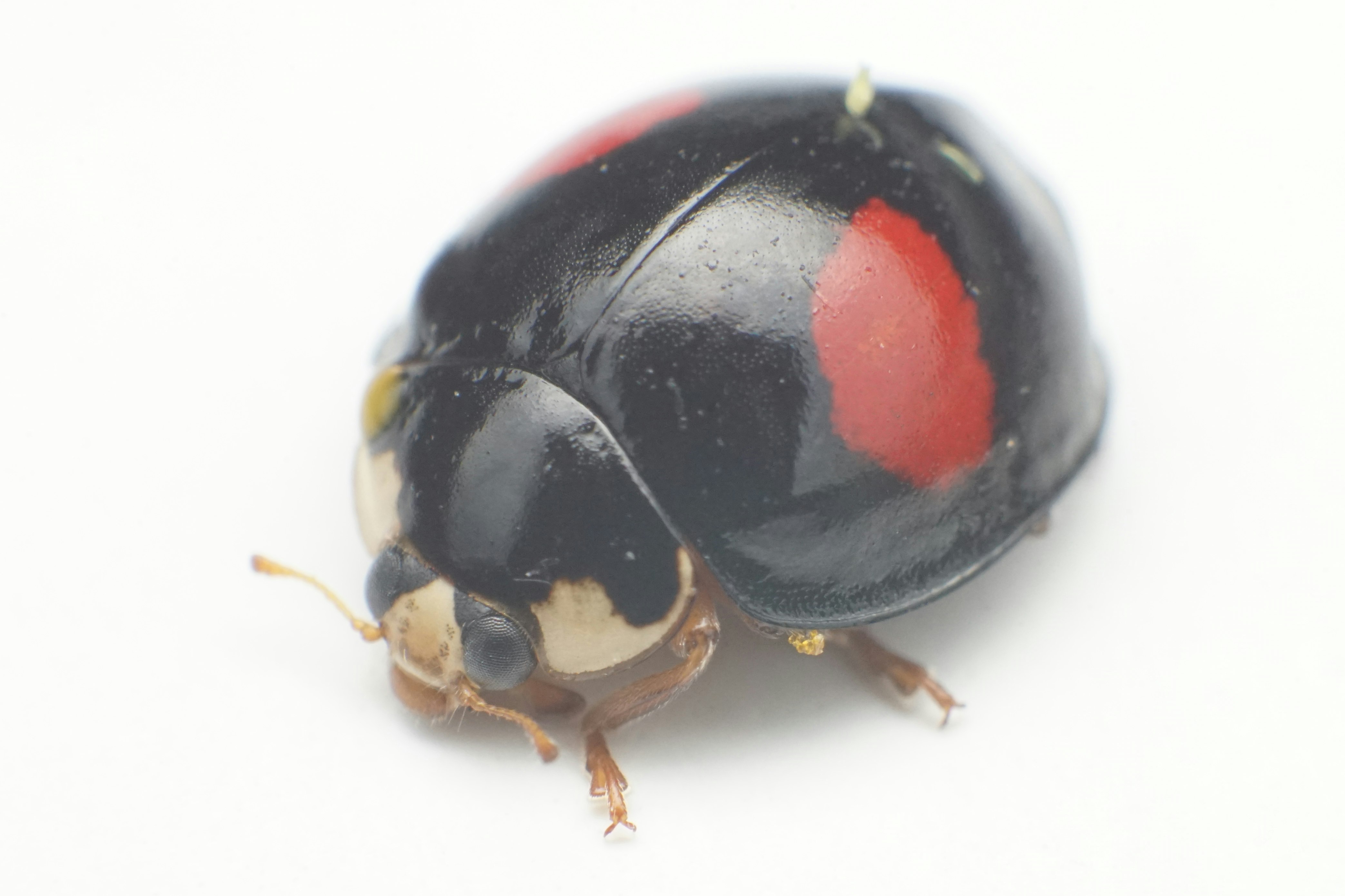 Bọ rùa châu Á (Harmonia axyridis) và một côn trùng nhỏ cận cảnh
