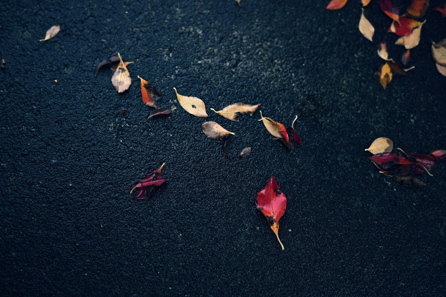 散落在地面的紅色和黃色的葉子