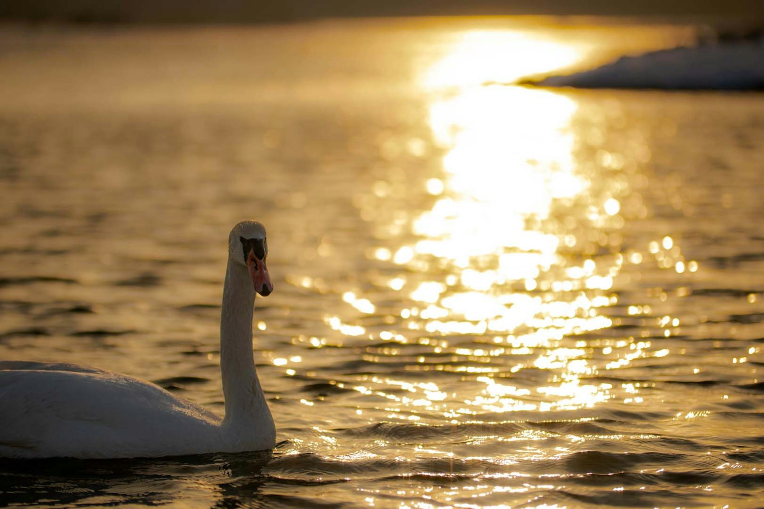 Un bellissimo cigno che scivola su un lago tranquillo con riflessi dorati del tramonto