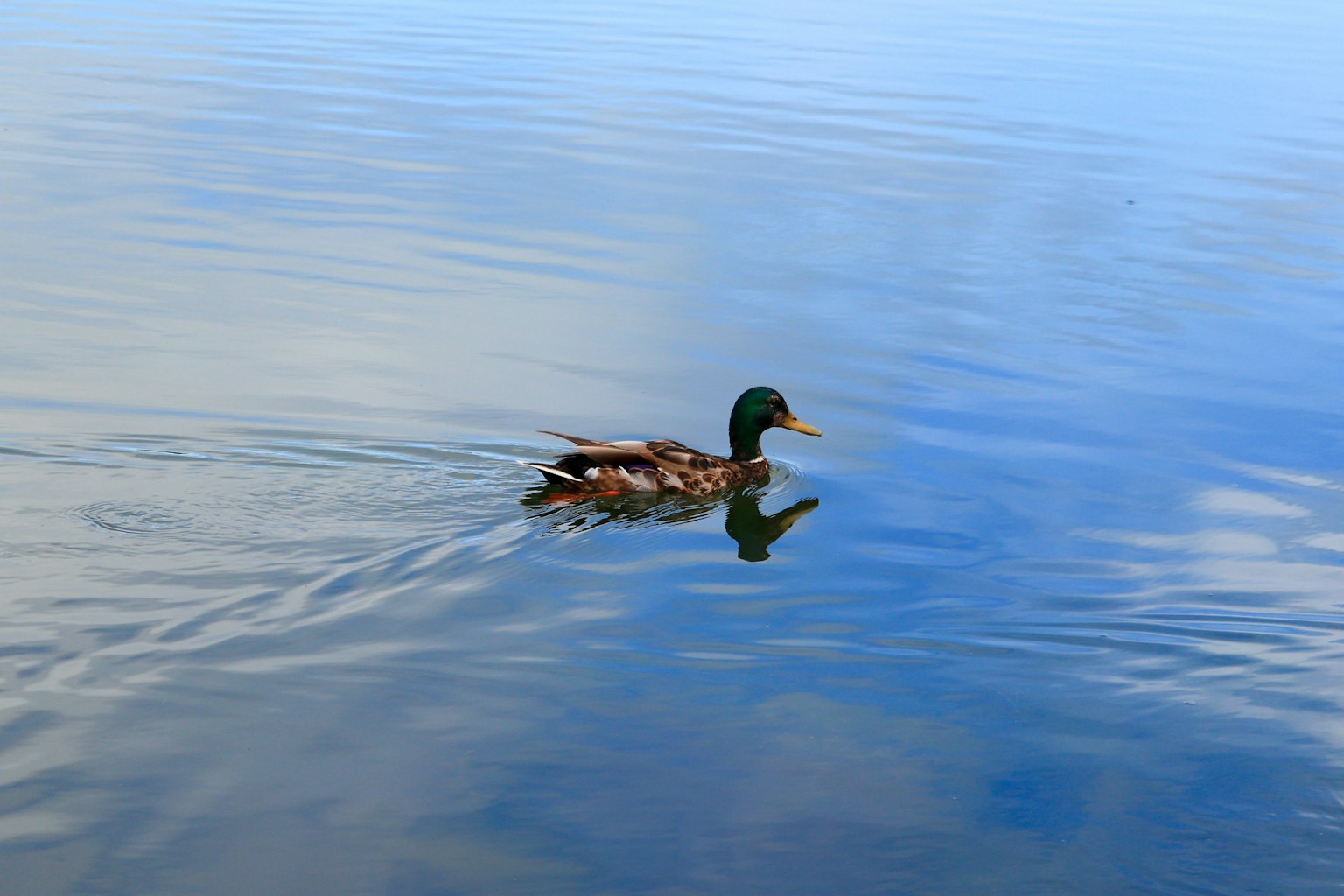 Un pato real nadando en una superficie de agua tranquila con reflejos