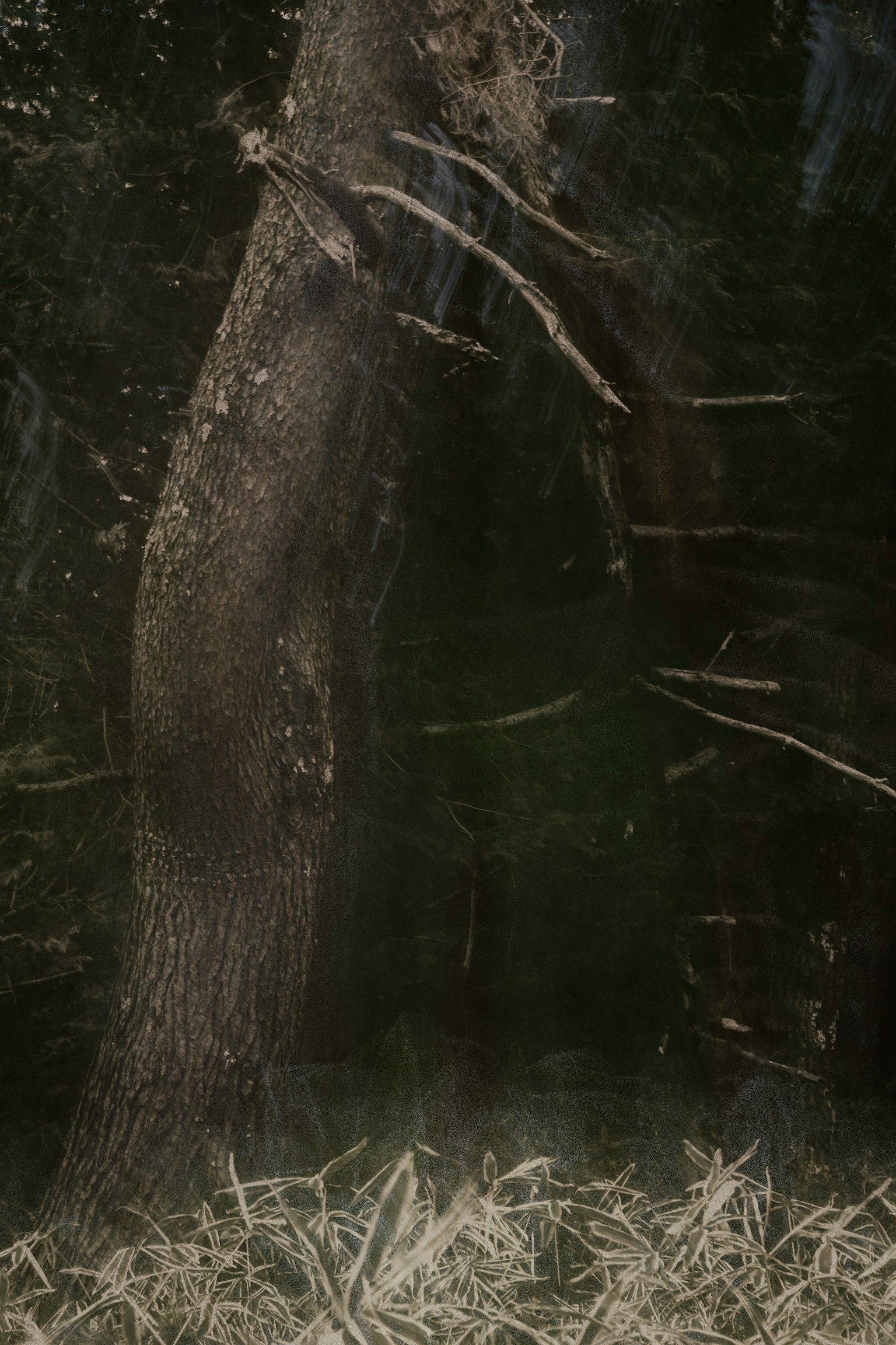 Grande tronco d'albero che si erge in una foresta verde scura circondata da erba secca