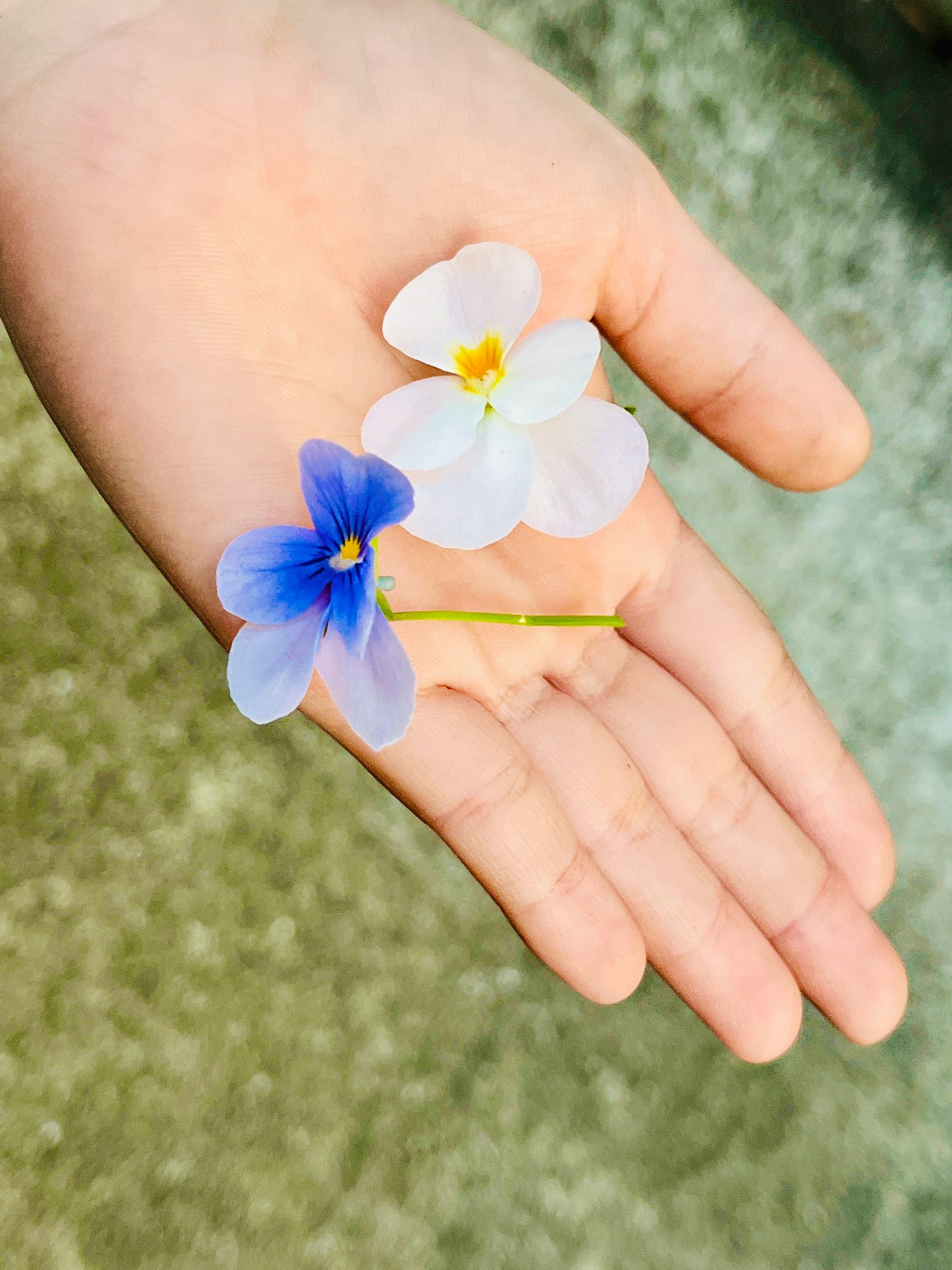 A hand holding three flowers in different colors