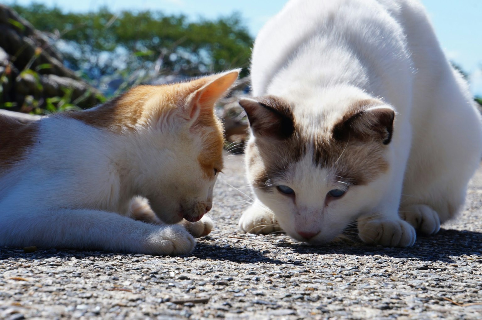 Deux chats examinant attentivement le sol