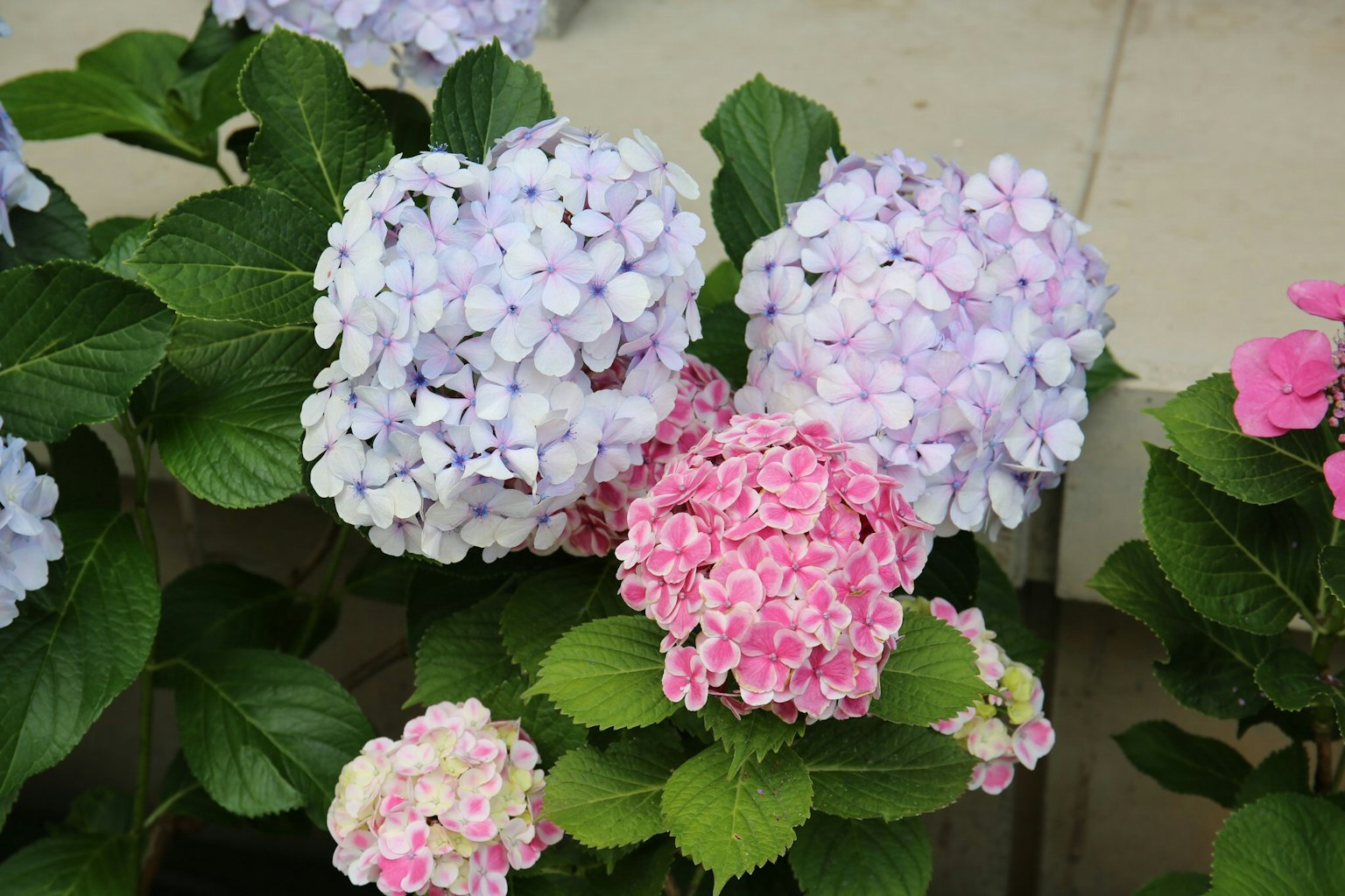 Primer plano de flores de hortensia coloridas en flor