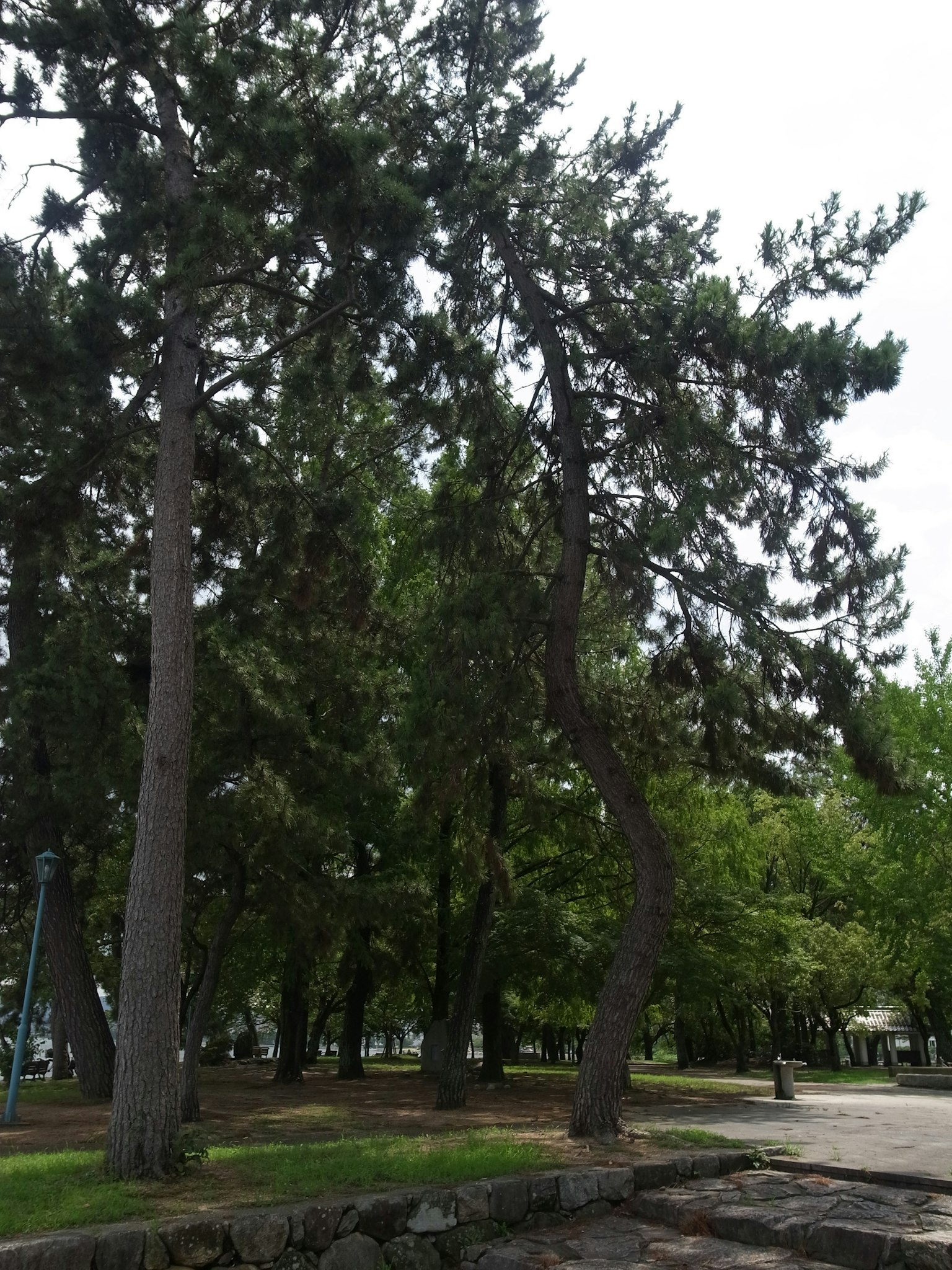 Árboles curvados en un parque verde