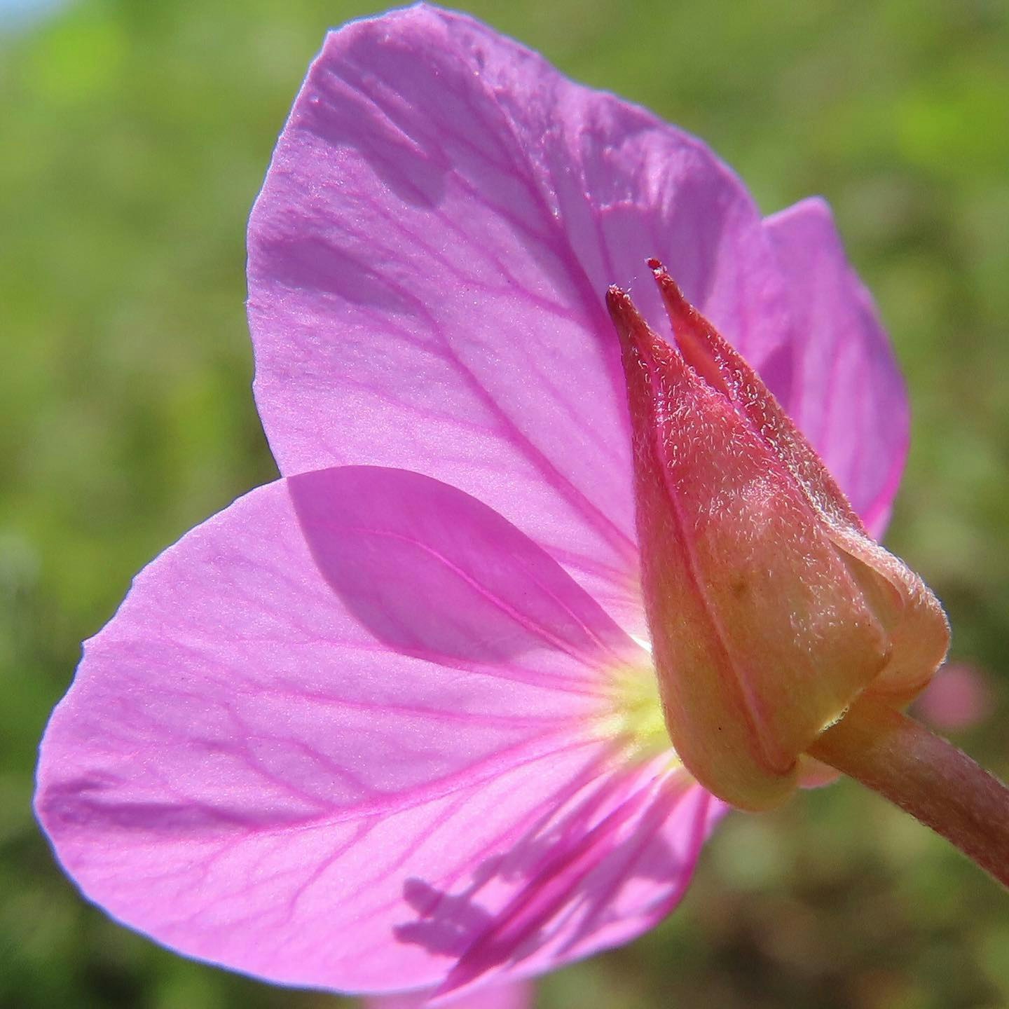 ピンクの花のクローズアップと花びらの質感