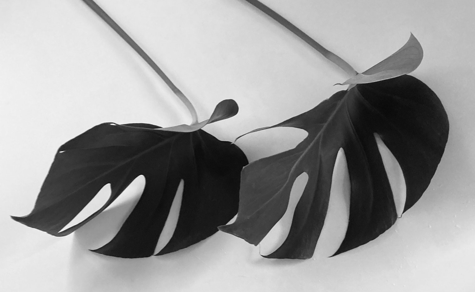 Two Monstera leaves in black and white arrangement