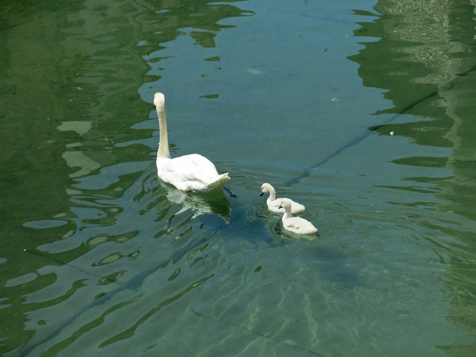 Ein Schwan und zwei Schwäne, die auf einer ruhigen Wasseroberfläche schwimmen