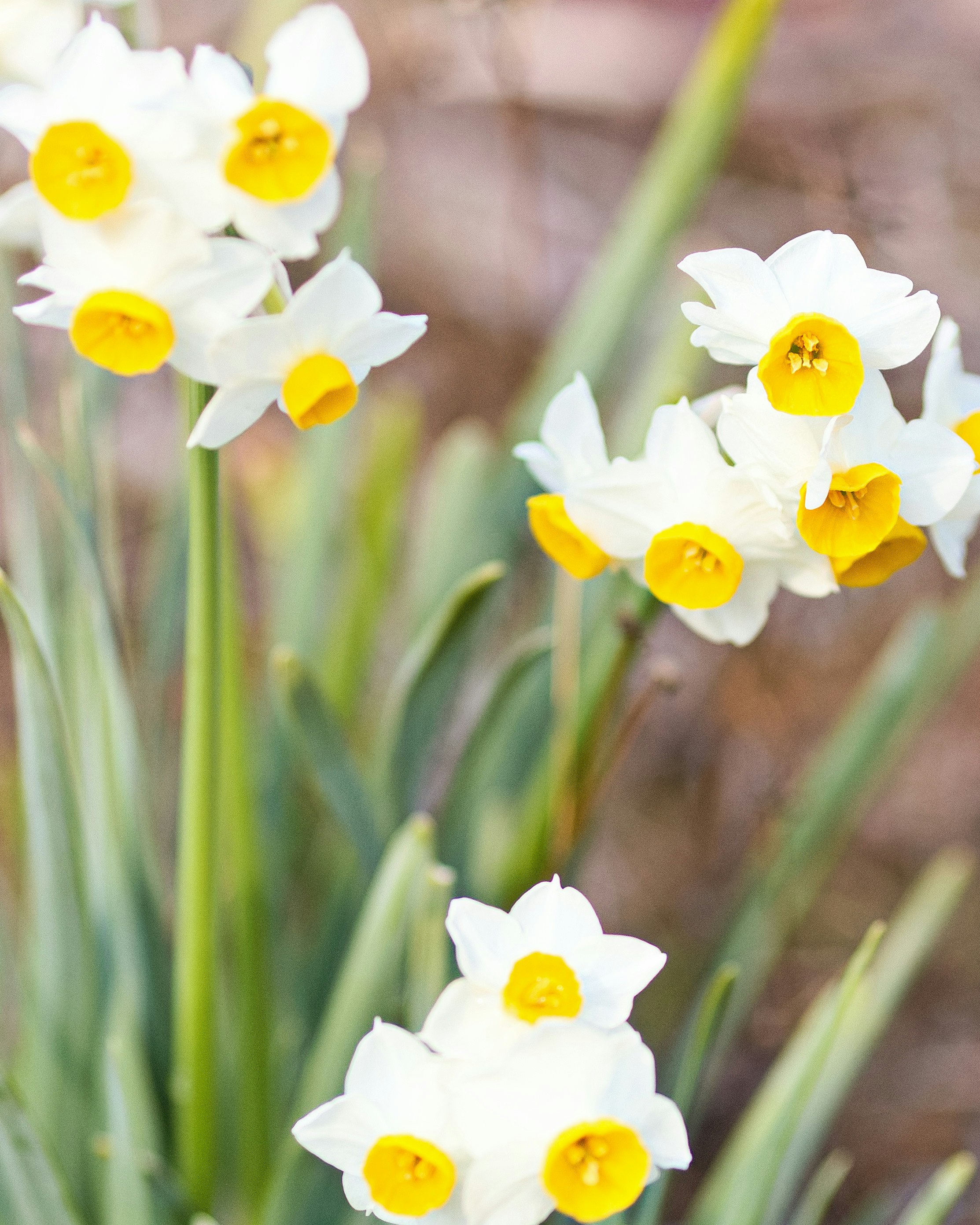 Nahaufnahme weißer Narzissen in Blüte