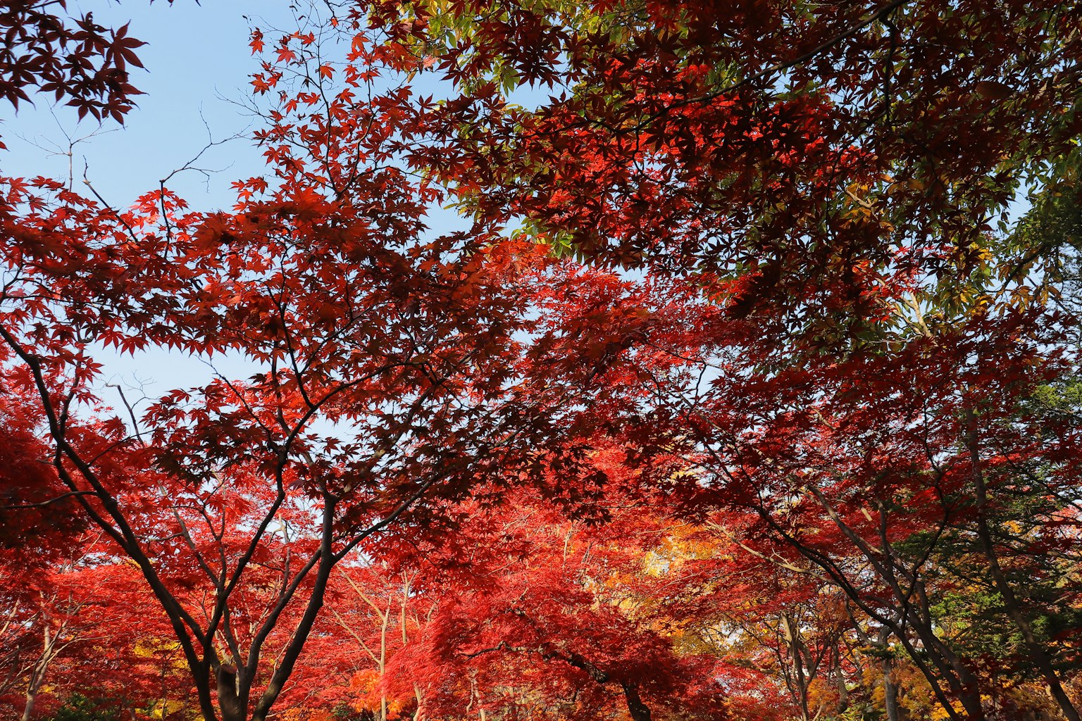 Feuillage d'automne vibrant avec des feuilles rouges et orange sur un ciel bleu clair