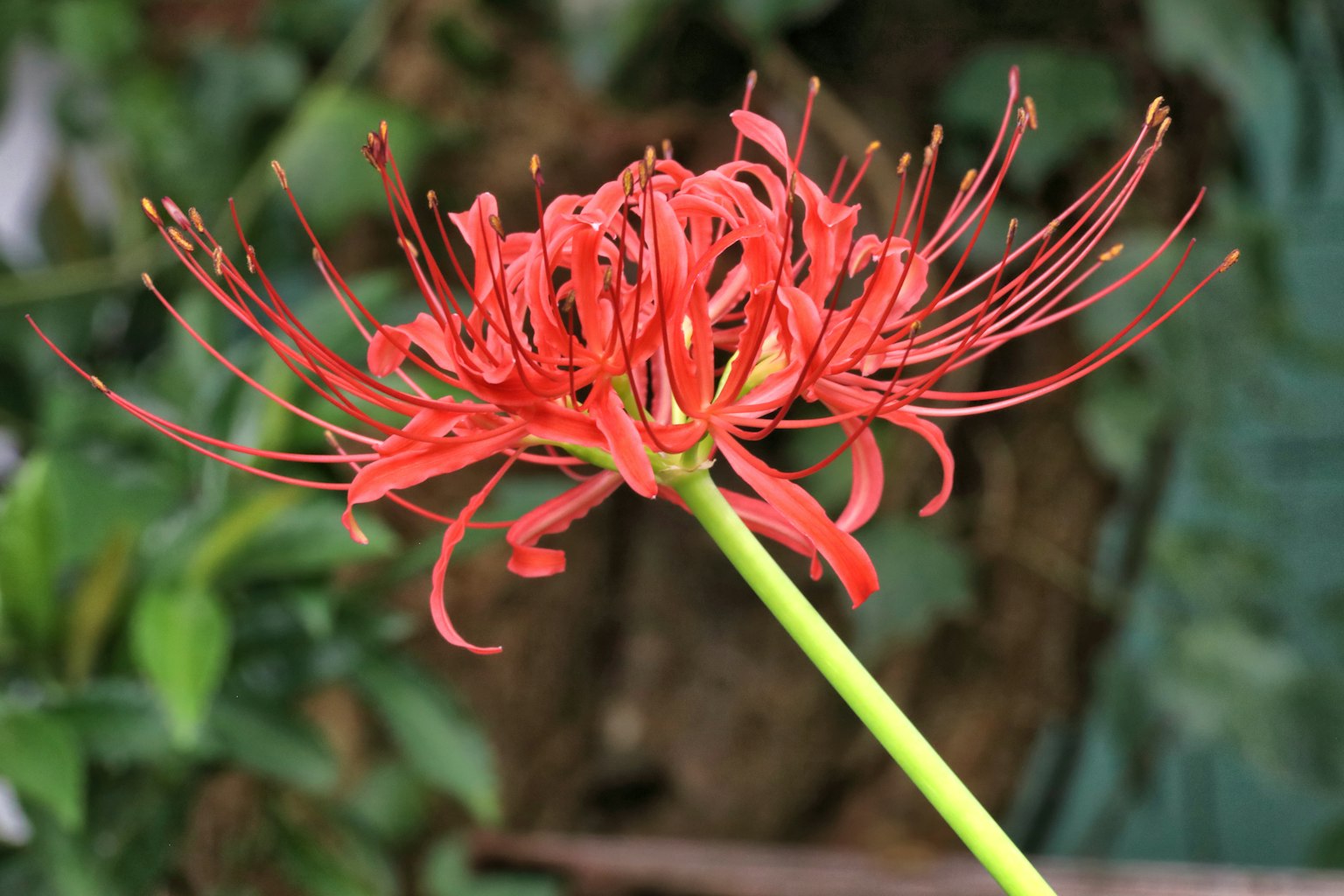 Vibrant red spider lily flower against a green background