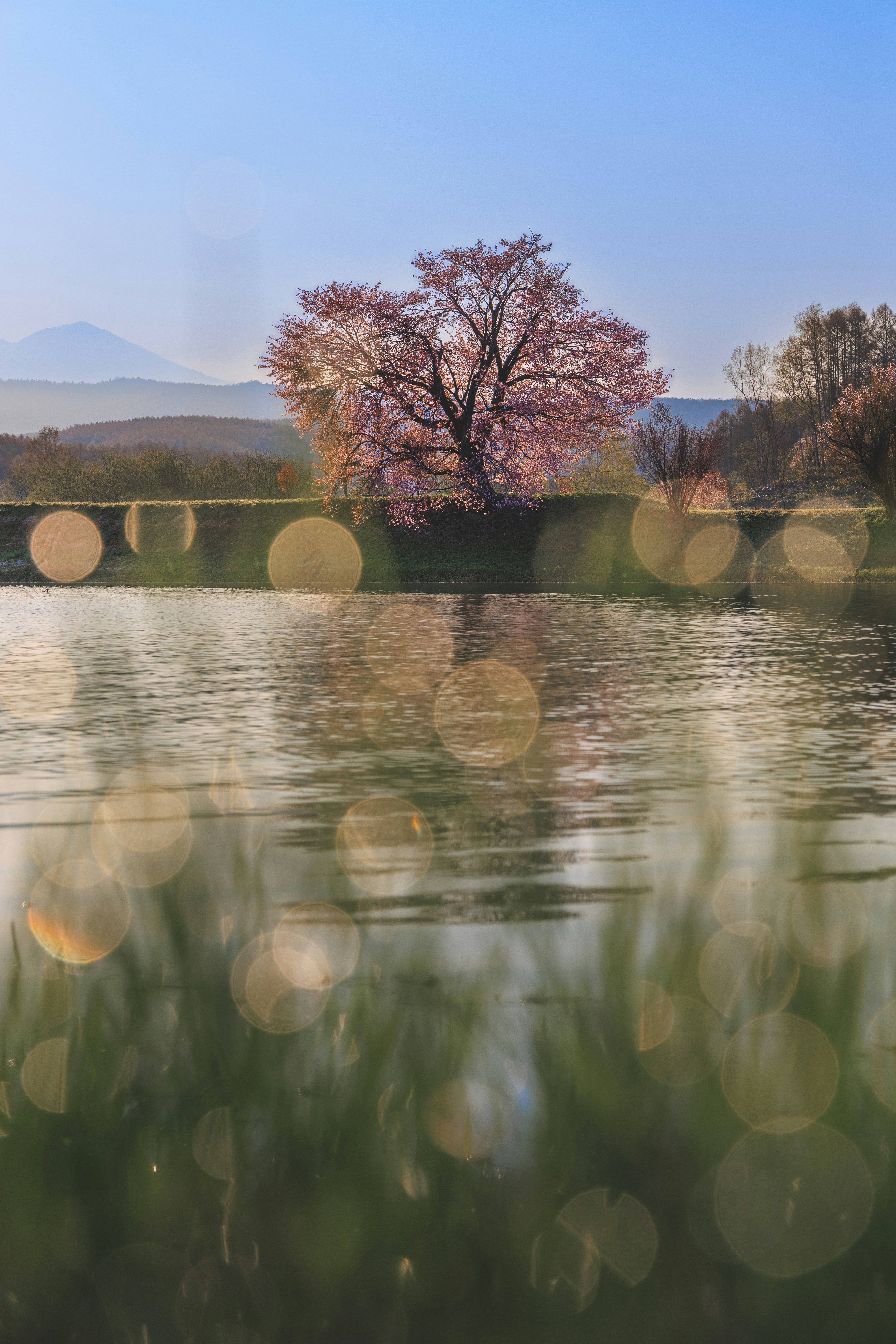 湖畔の水面に映る桜の木と朝の光