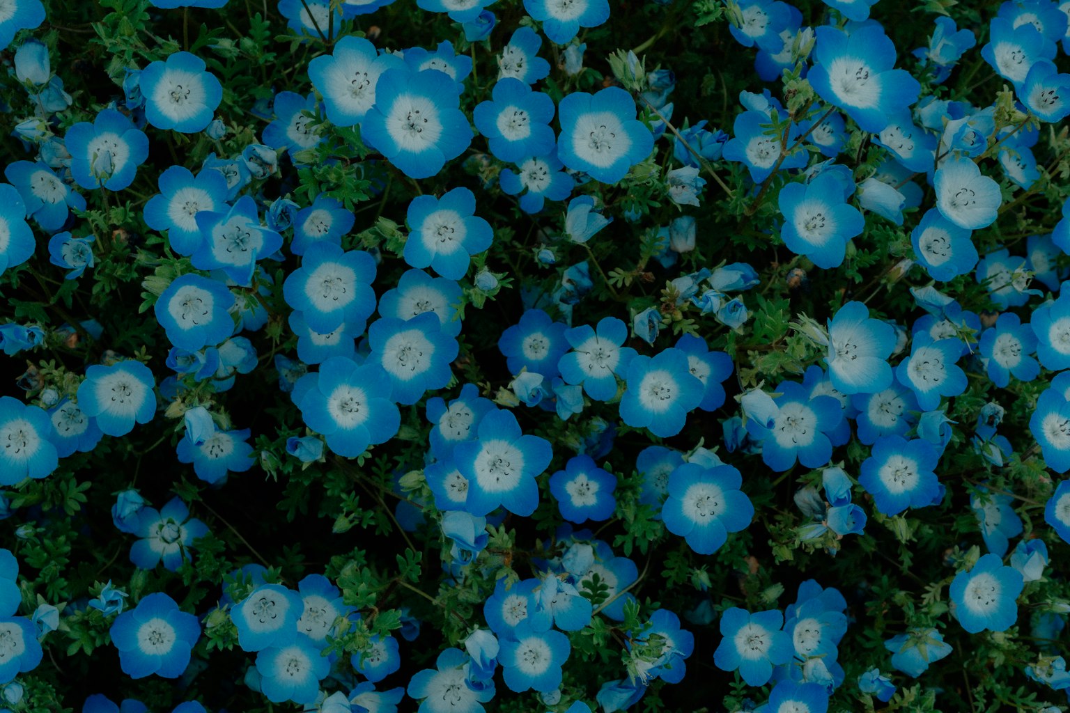 Denso gruppo di fiori blu in fiore