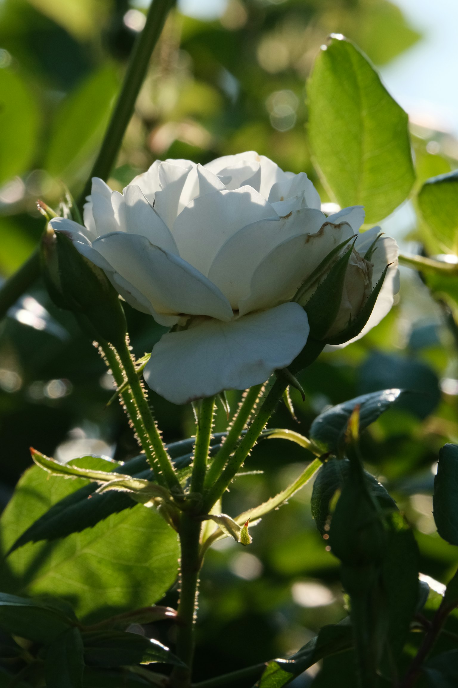 Una rosa blanca floreciendo bajo el cielo azul