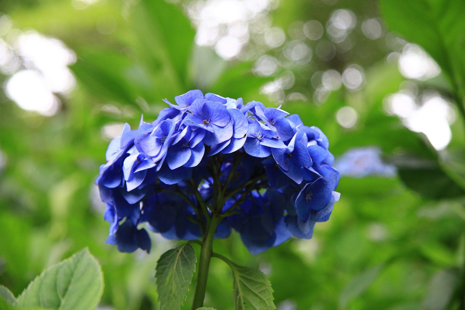 Flor de hortensia azul rodeada de hojas verdes