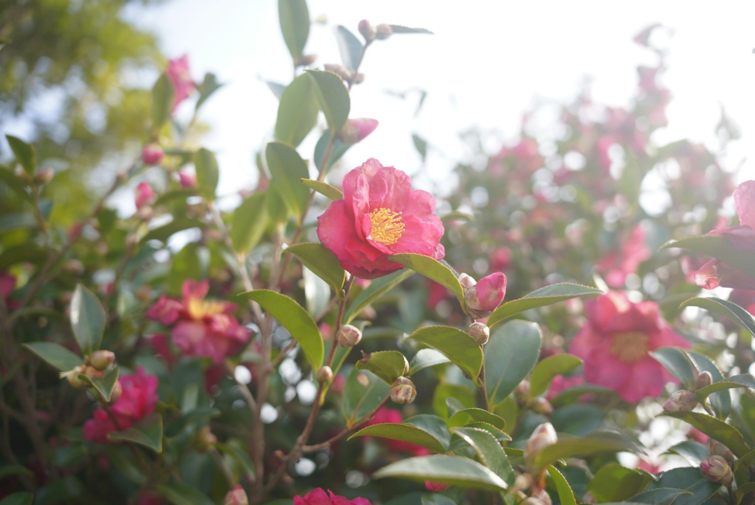 Photograph of blooming camellia flowers showcasing vibrant pink petals and yellow centers