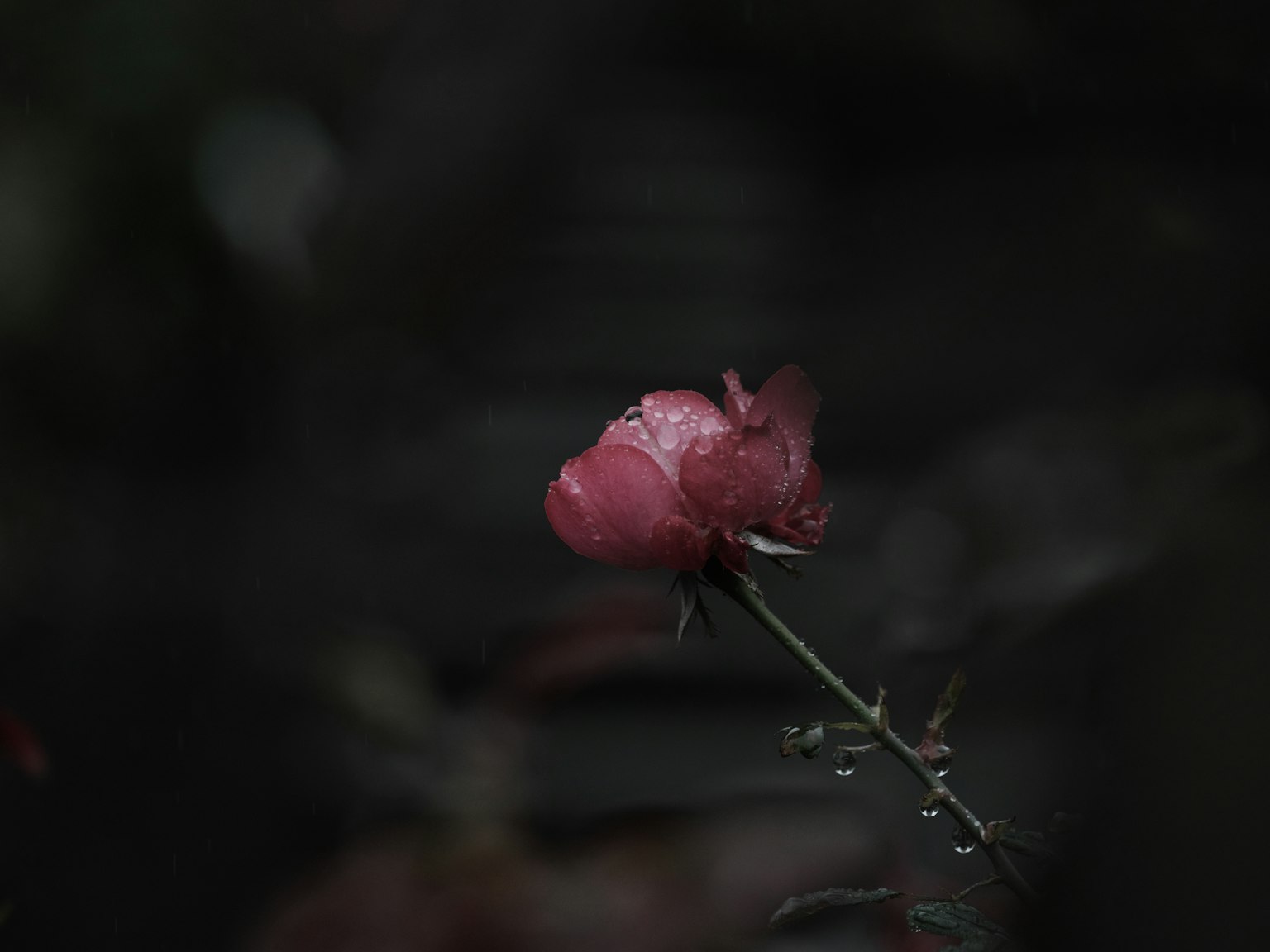 Pink rose flower blooming against a dark background