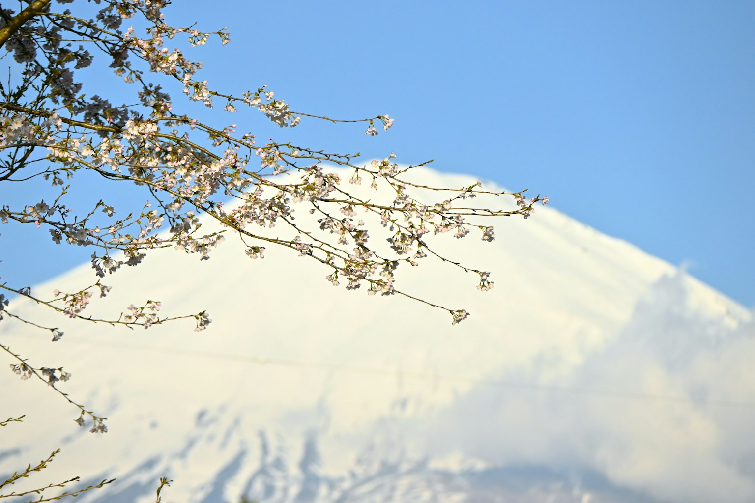 Pemandangan indah Gunung Fuji dengan bunga sakura di bawah langit biru yang cerah