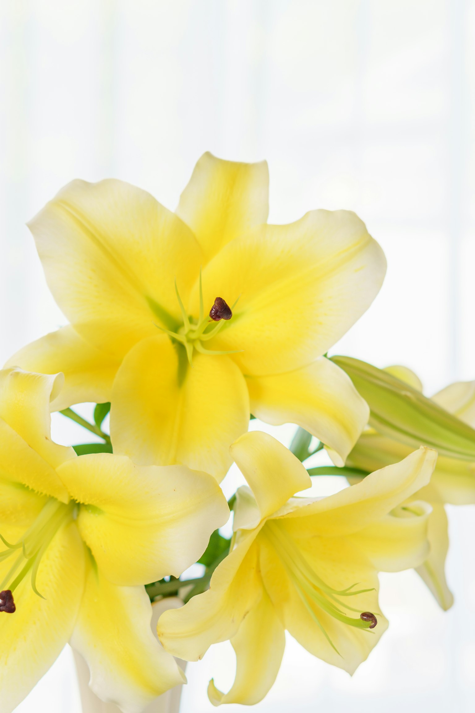 Close-up of yellow lilies against a white background
