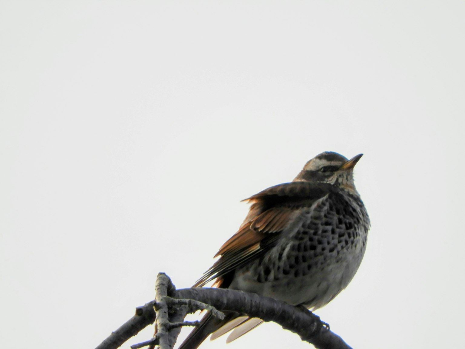 Vista lateral de un pájaro posado en una rama