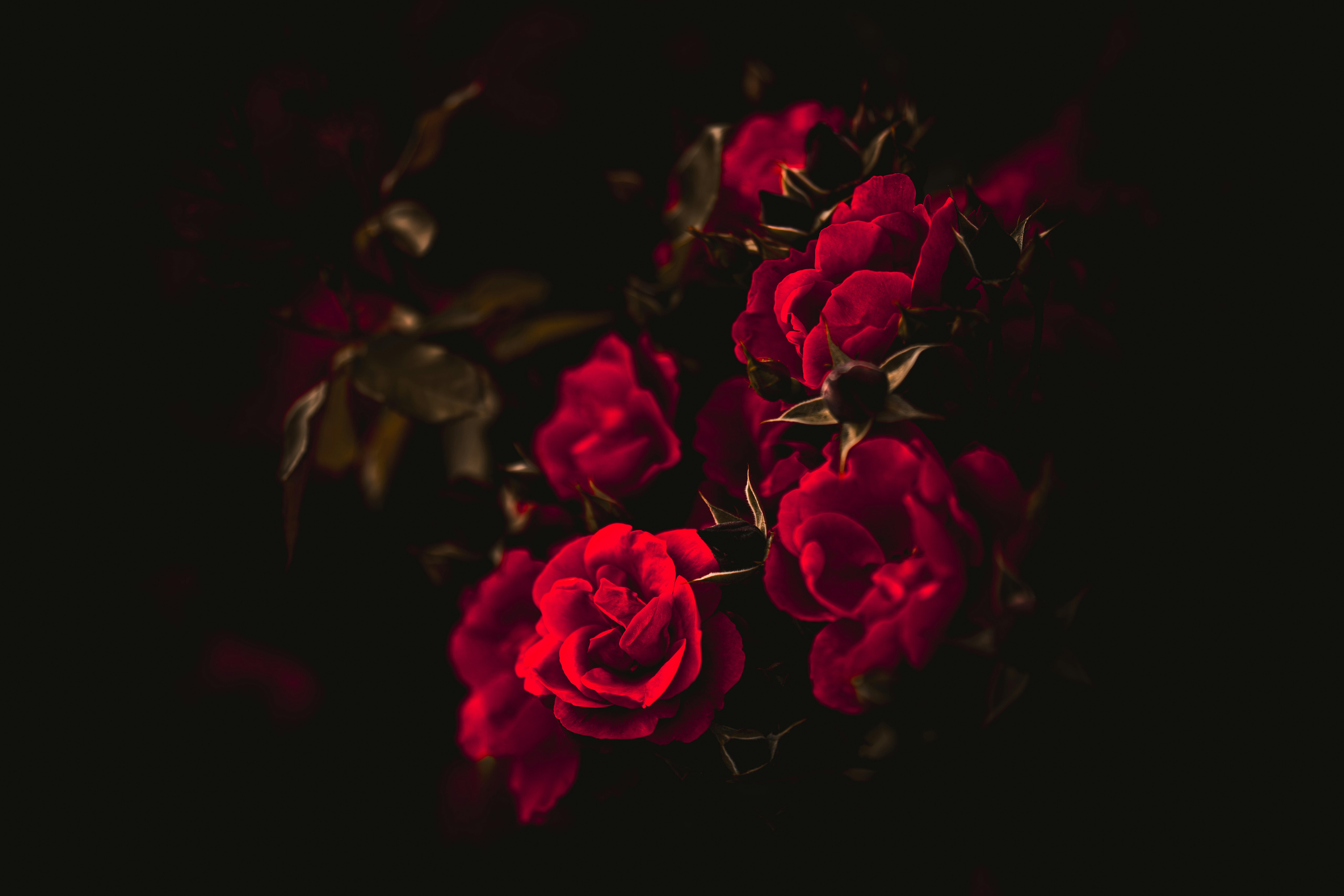 赤い薔薇の花束のクローズアップ