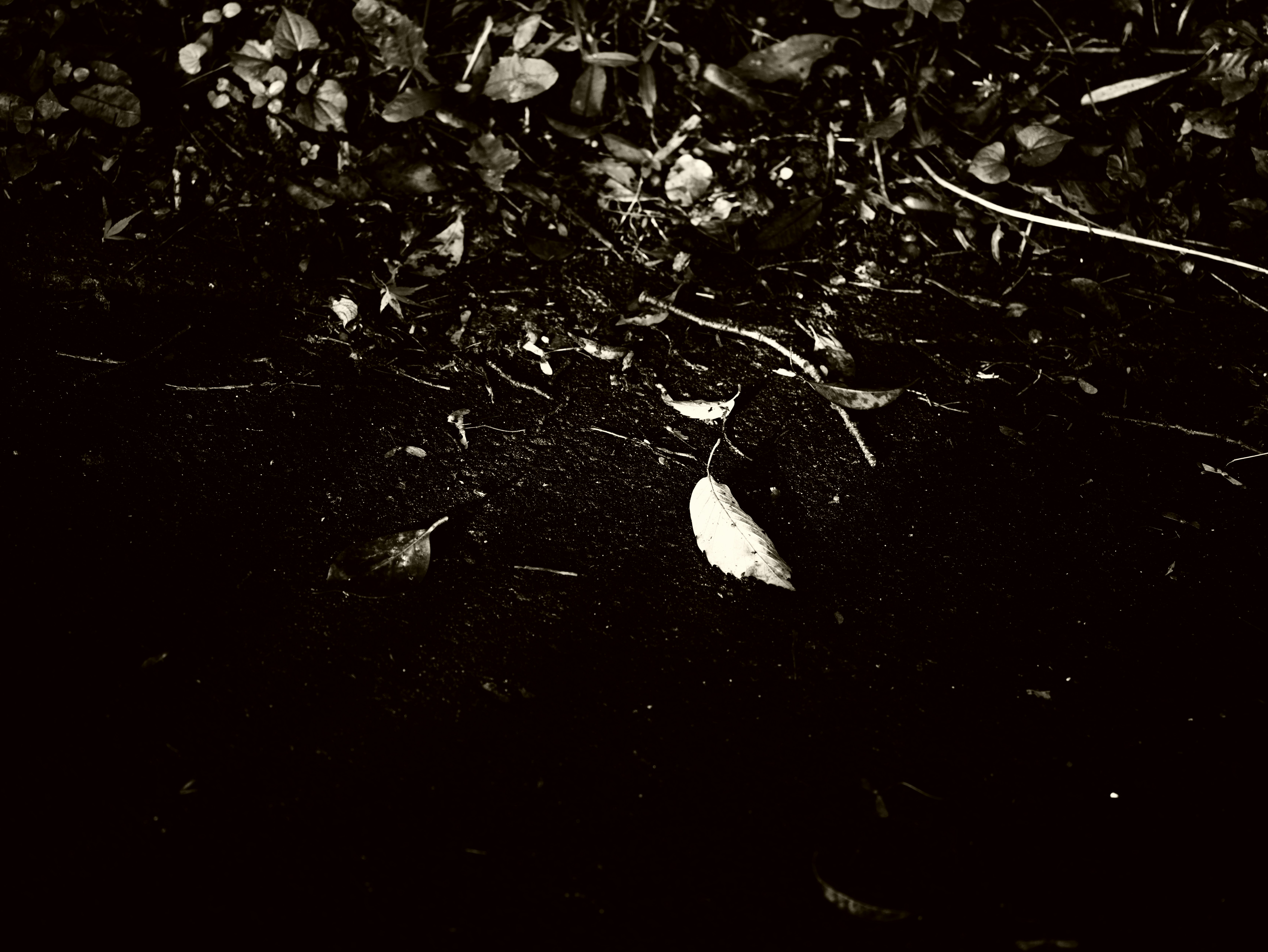 Un instant paisible de feuilles mortes et de petits pétales éparpillés sur un sol sombre
