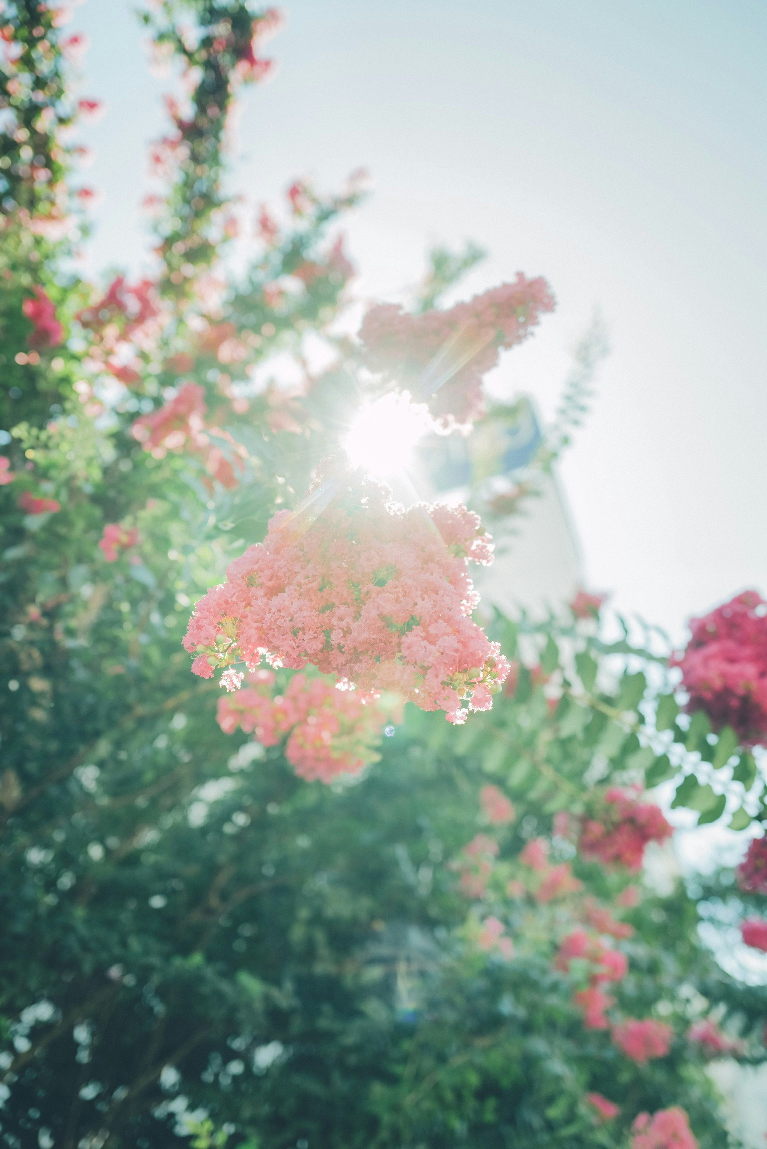 花々のボケと柔らかな日差しの庭の風景