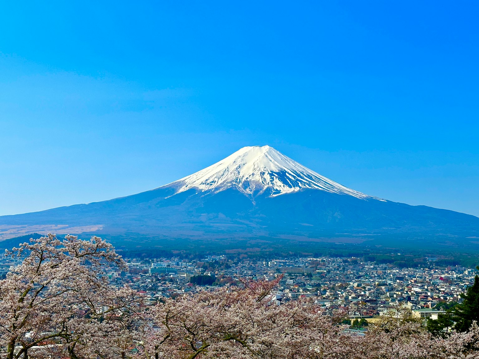 Mont Fuji avec des cerisiers sous un ciel bleu clair