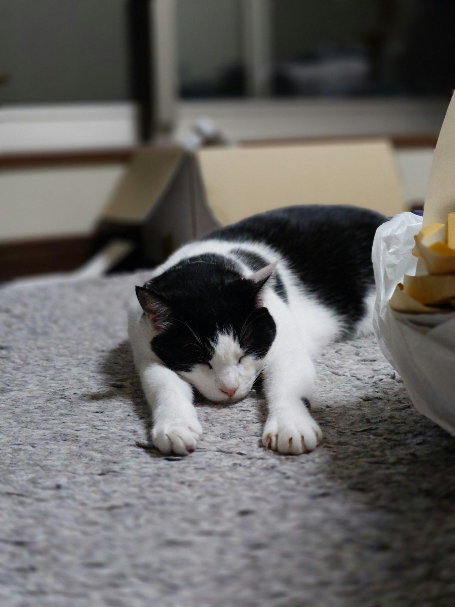 黒と白の猫が横たわっている部屋の中の様子