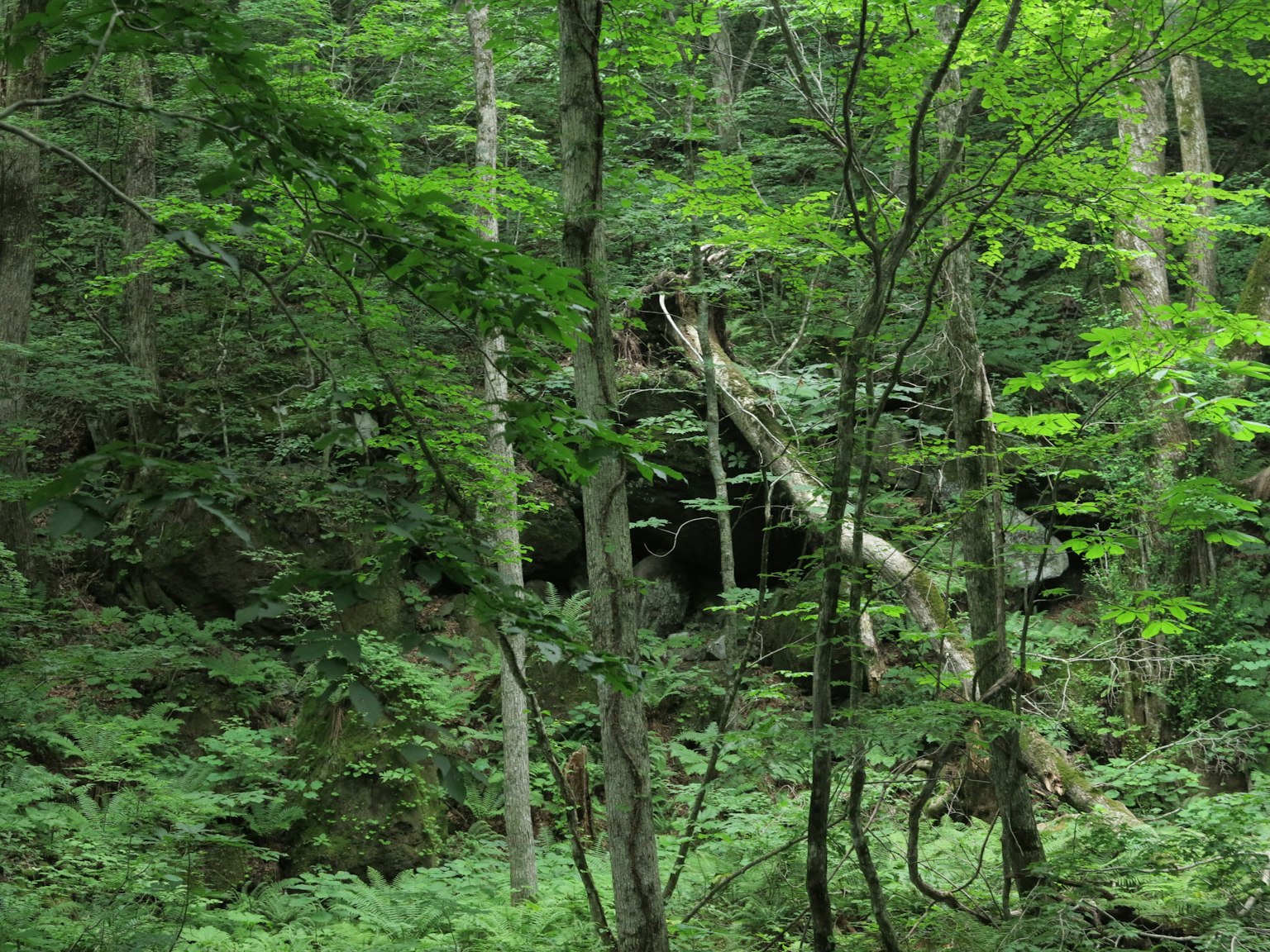 Scena di foresta lussureggiante con alberi fitti e vegetazione